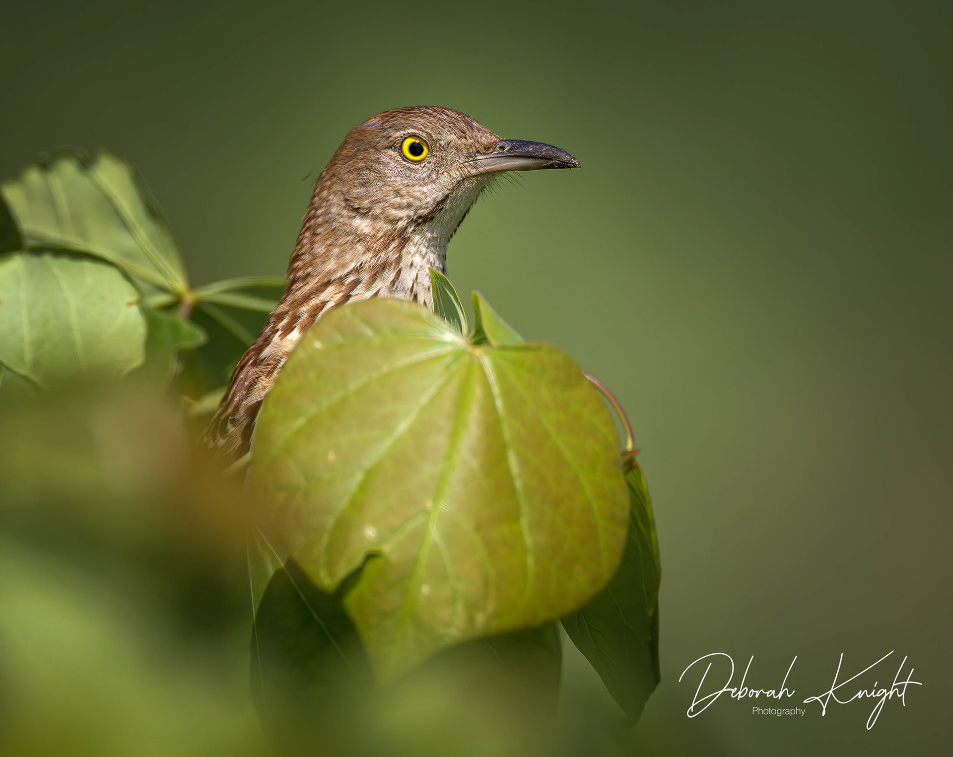 Brown Thrasher