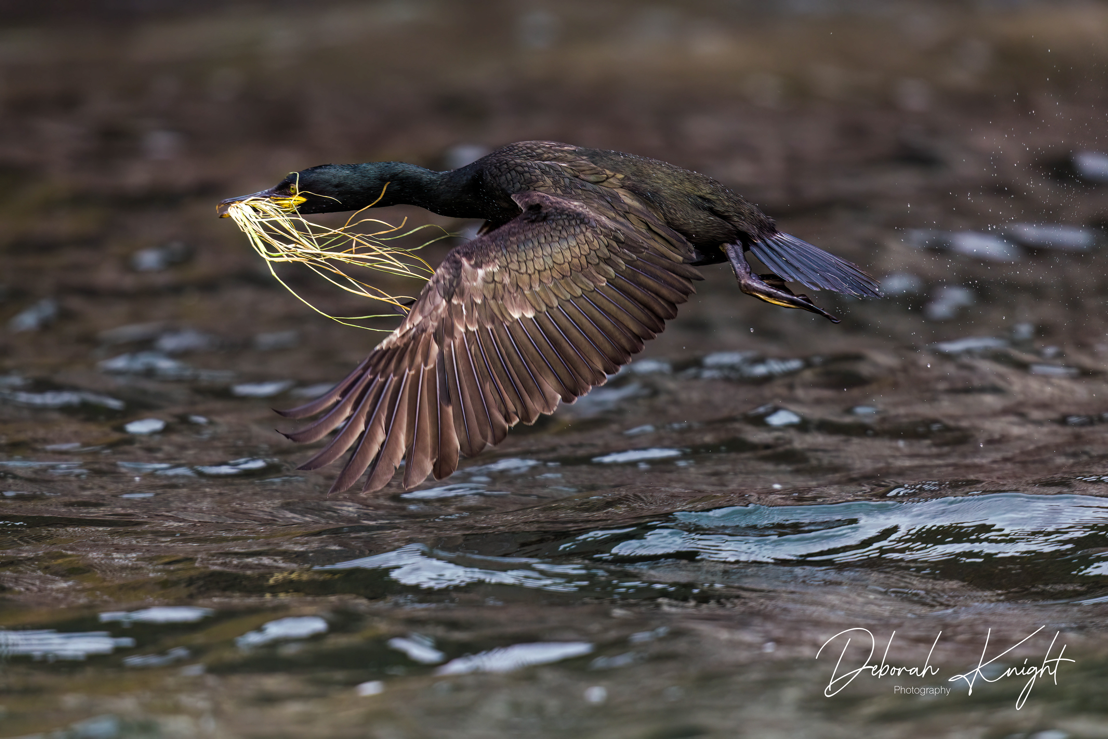 European Shag