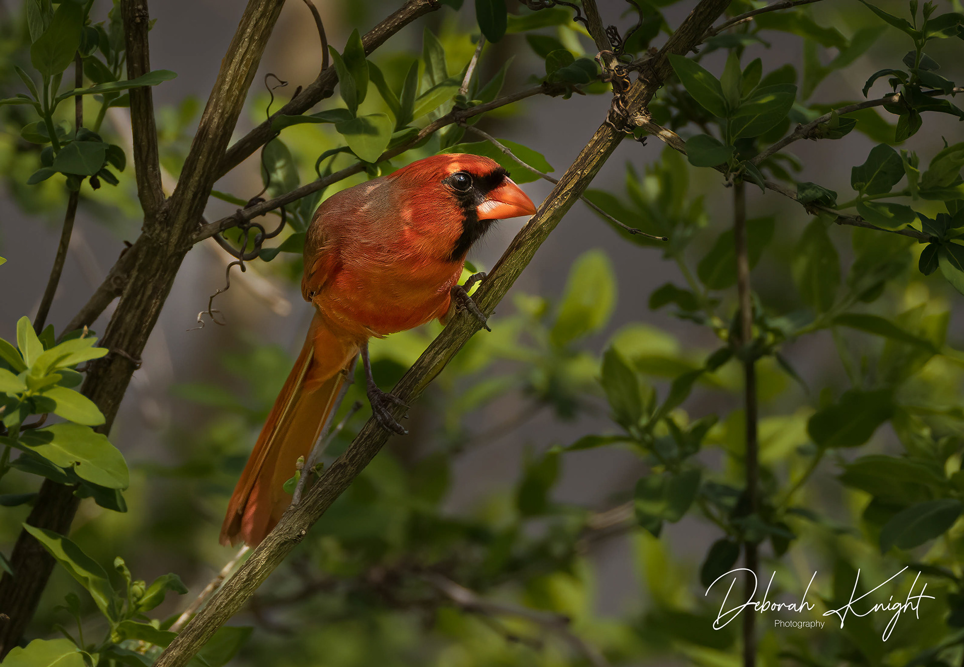 Northern Cardinal