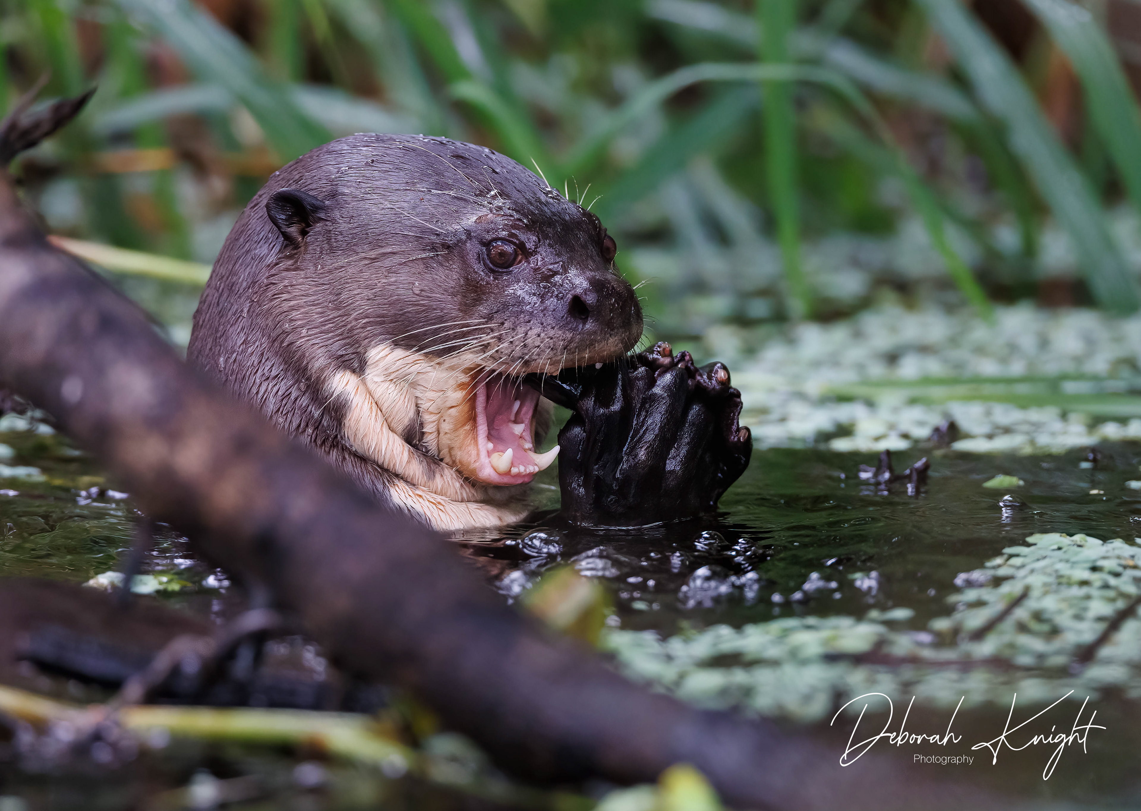 Giant River Otter