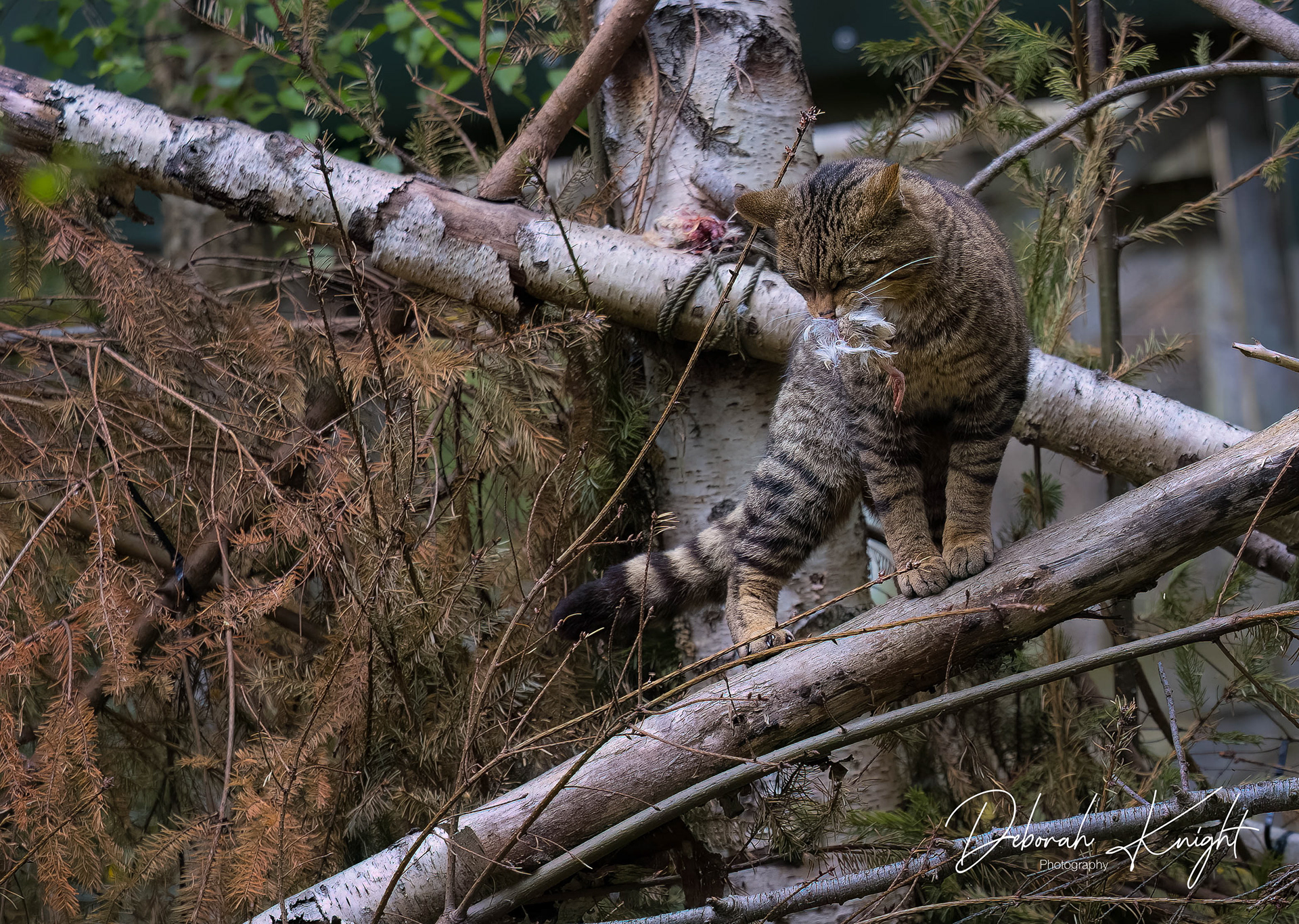 Scottish Wildcat