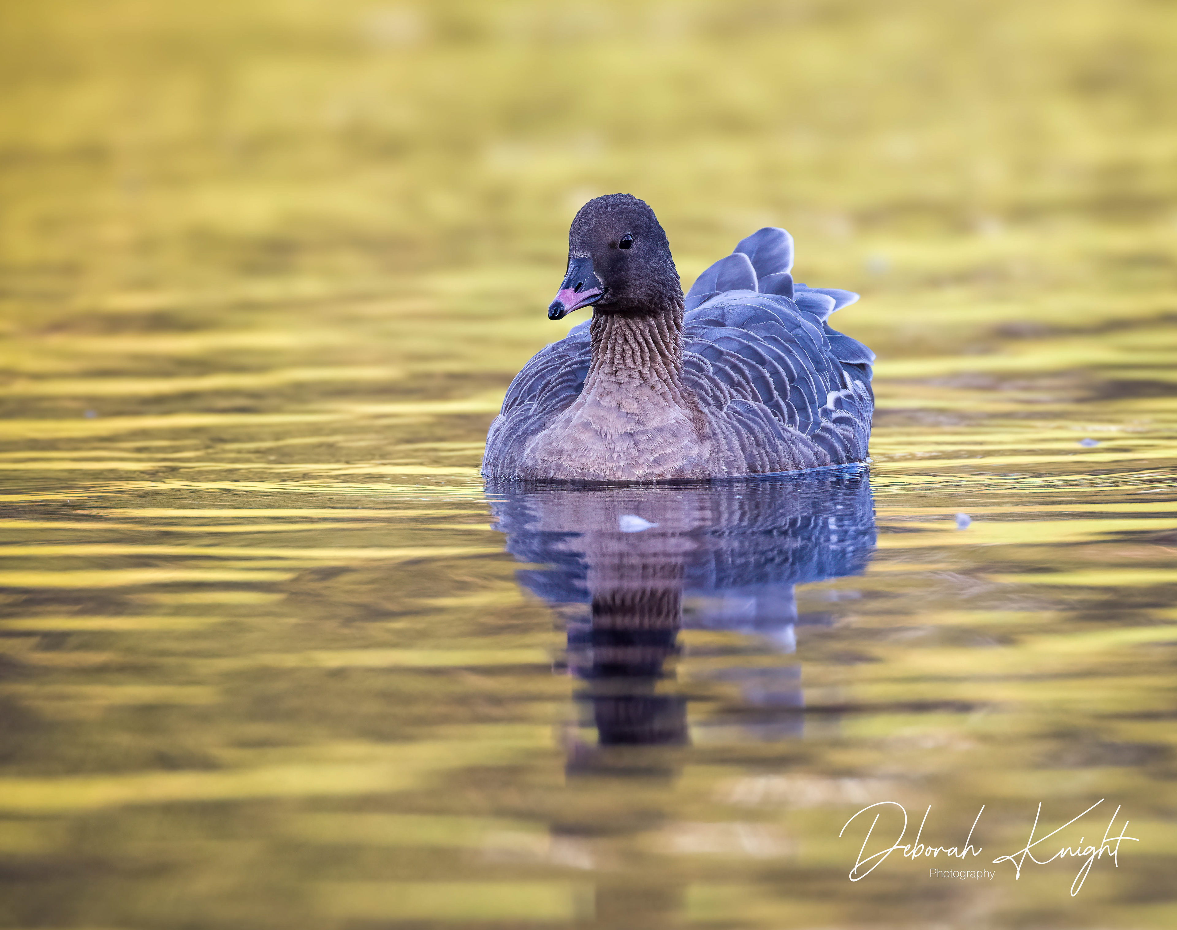 Pink-Footed Goose