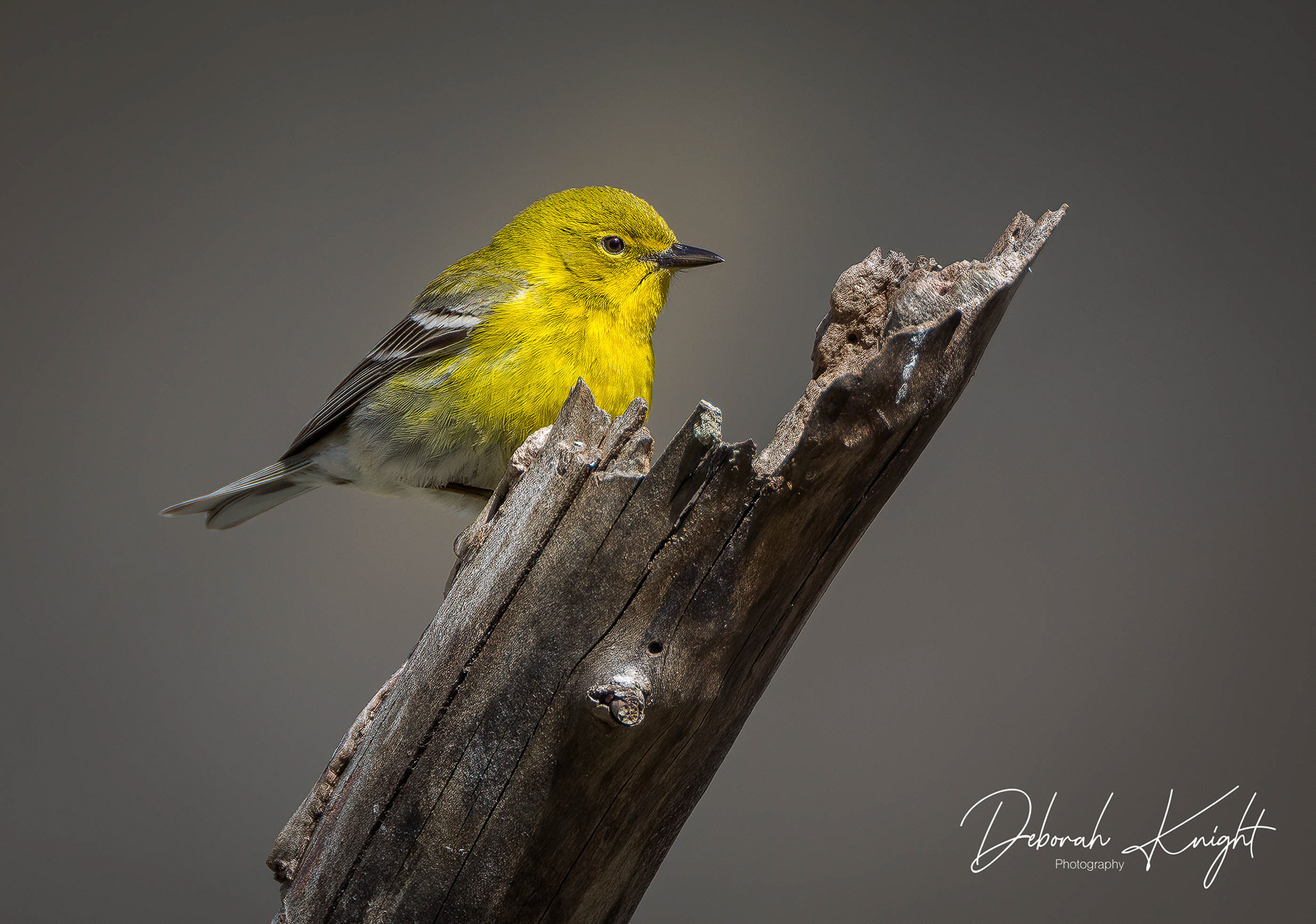 Pine Warbler