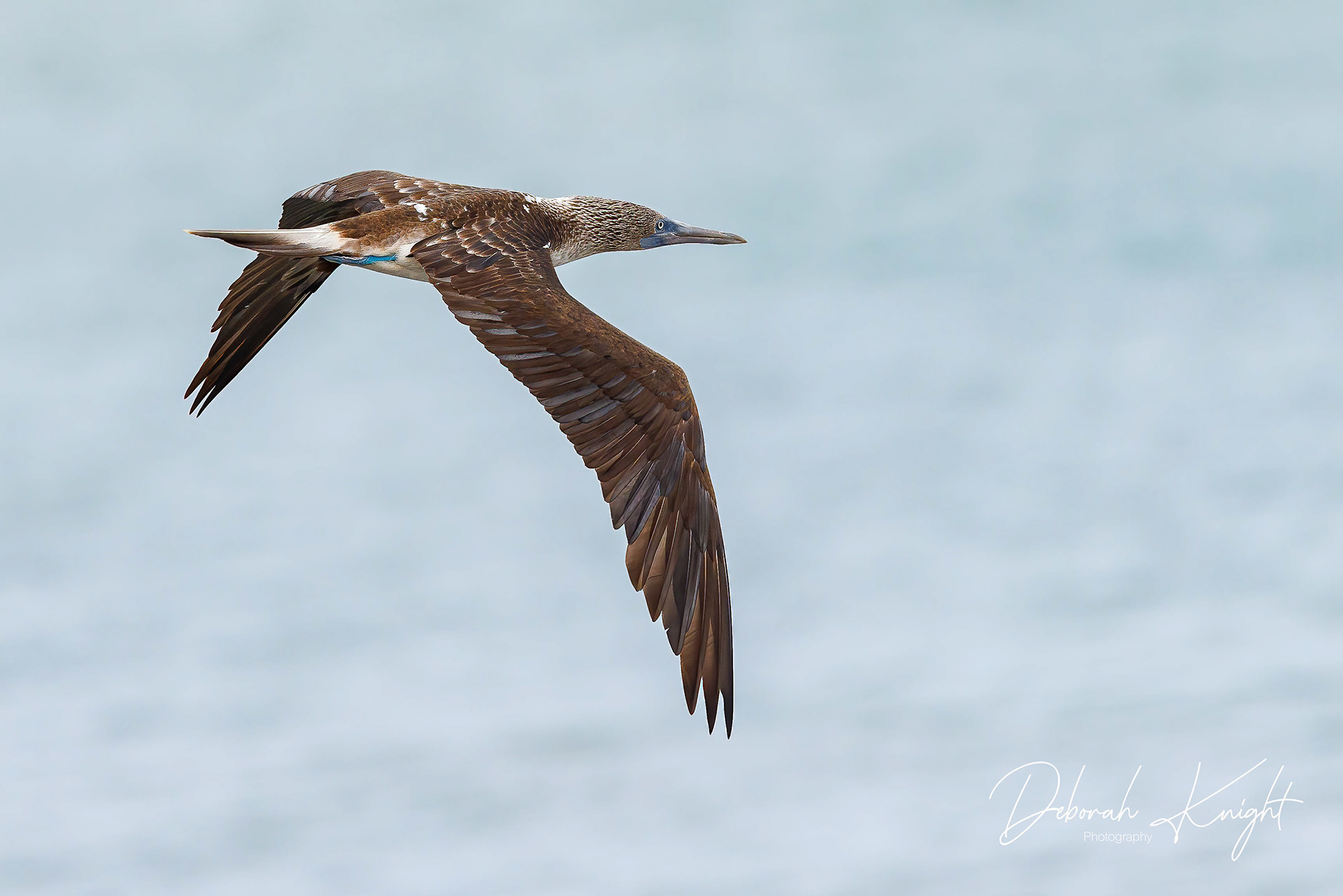 Blue-Footed Booby