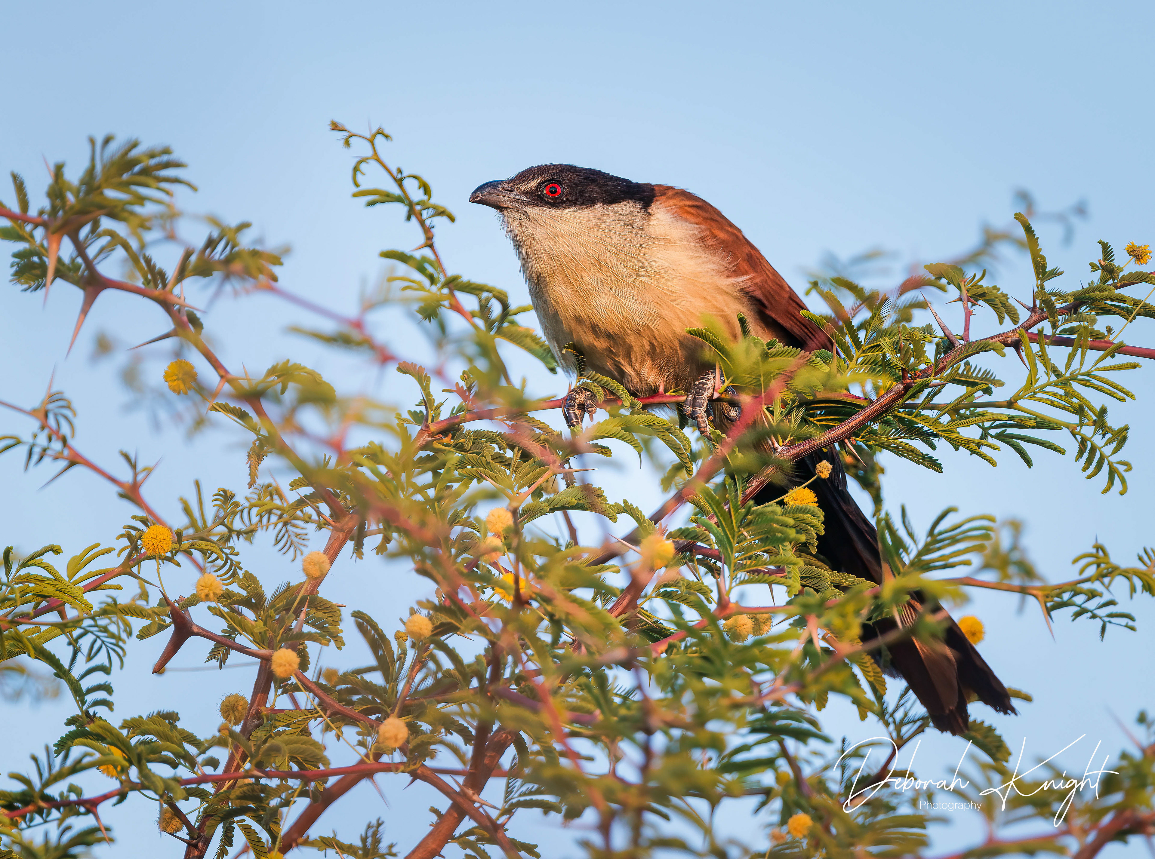 Coppery-Tailed Coucal