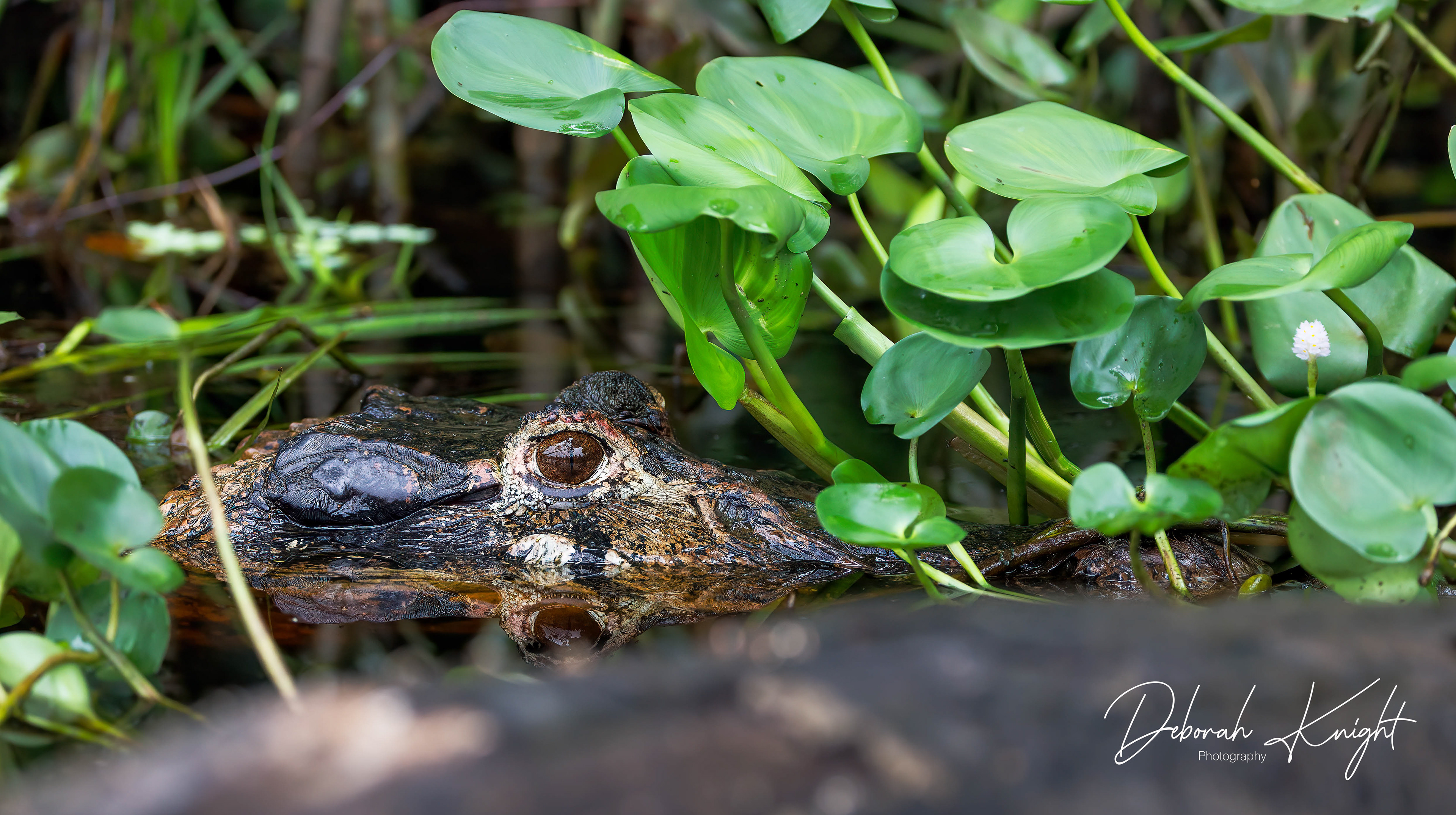 Caiman