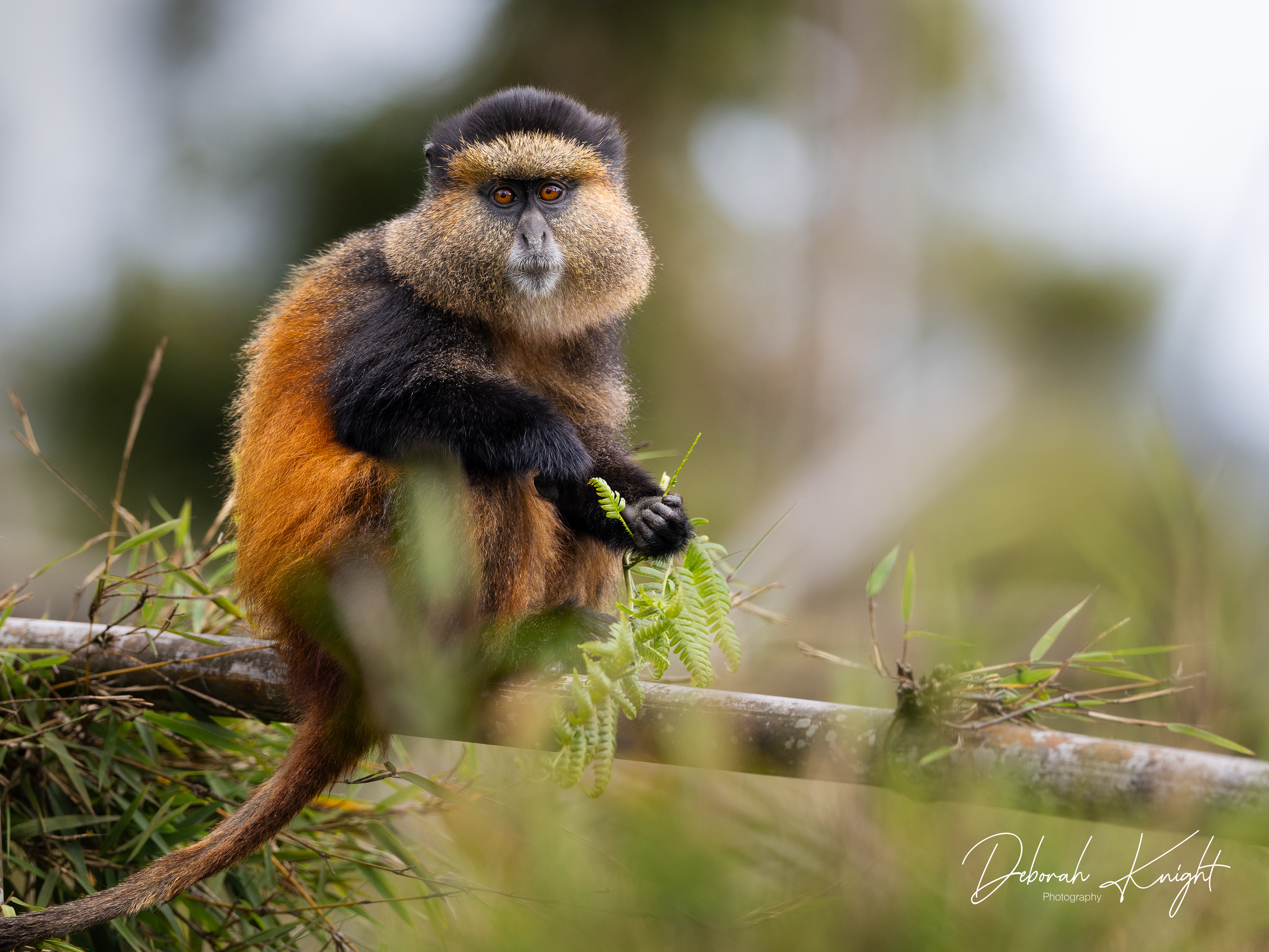 Golden Monkey