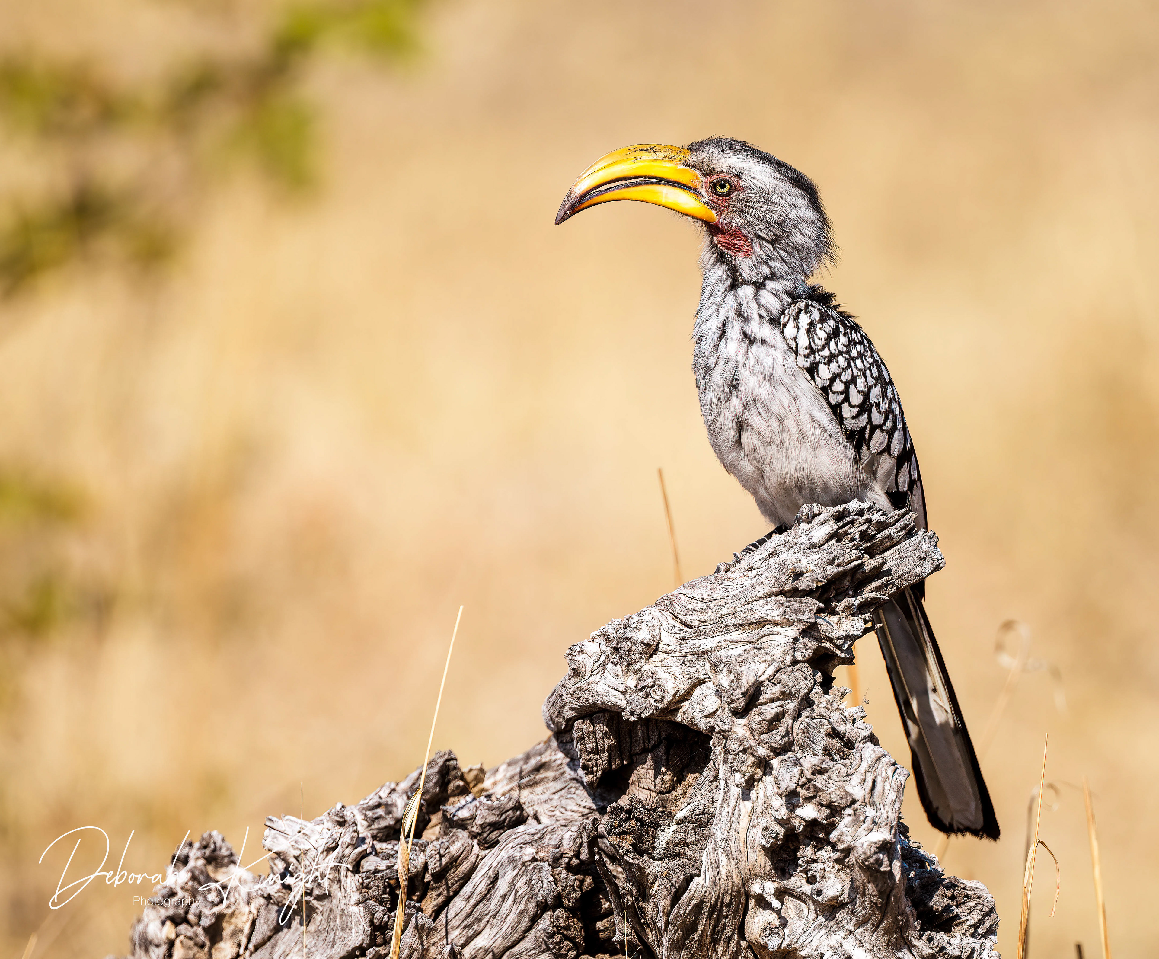 Southern Yellow-Billed Hornbill