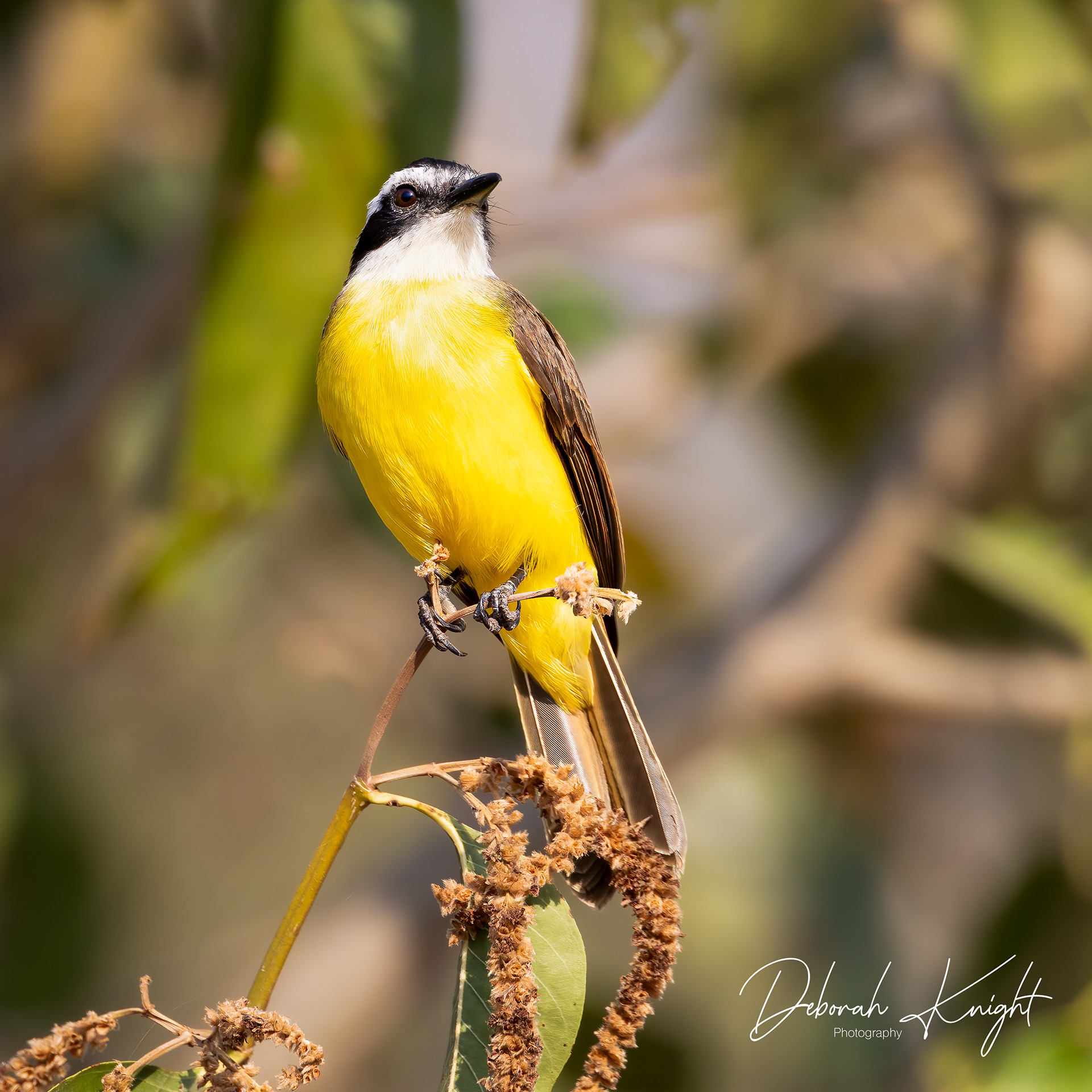 Lesser Kiskadee