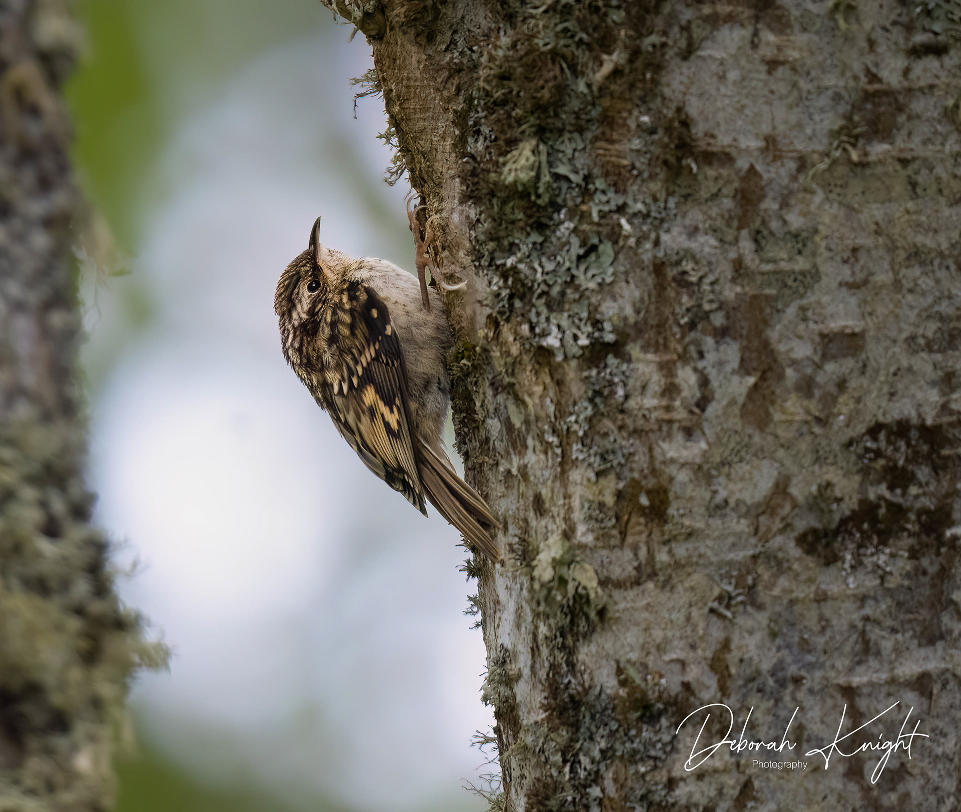 Eurasian Treecreeper