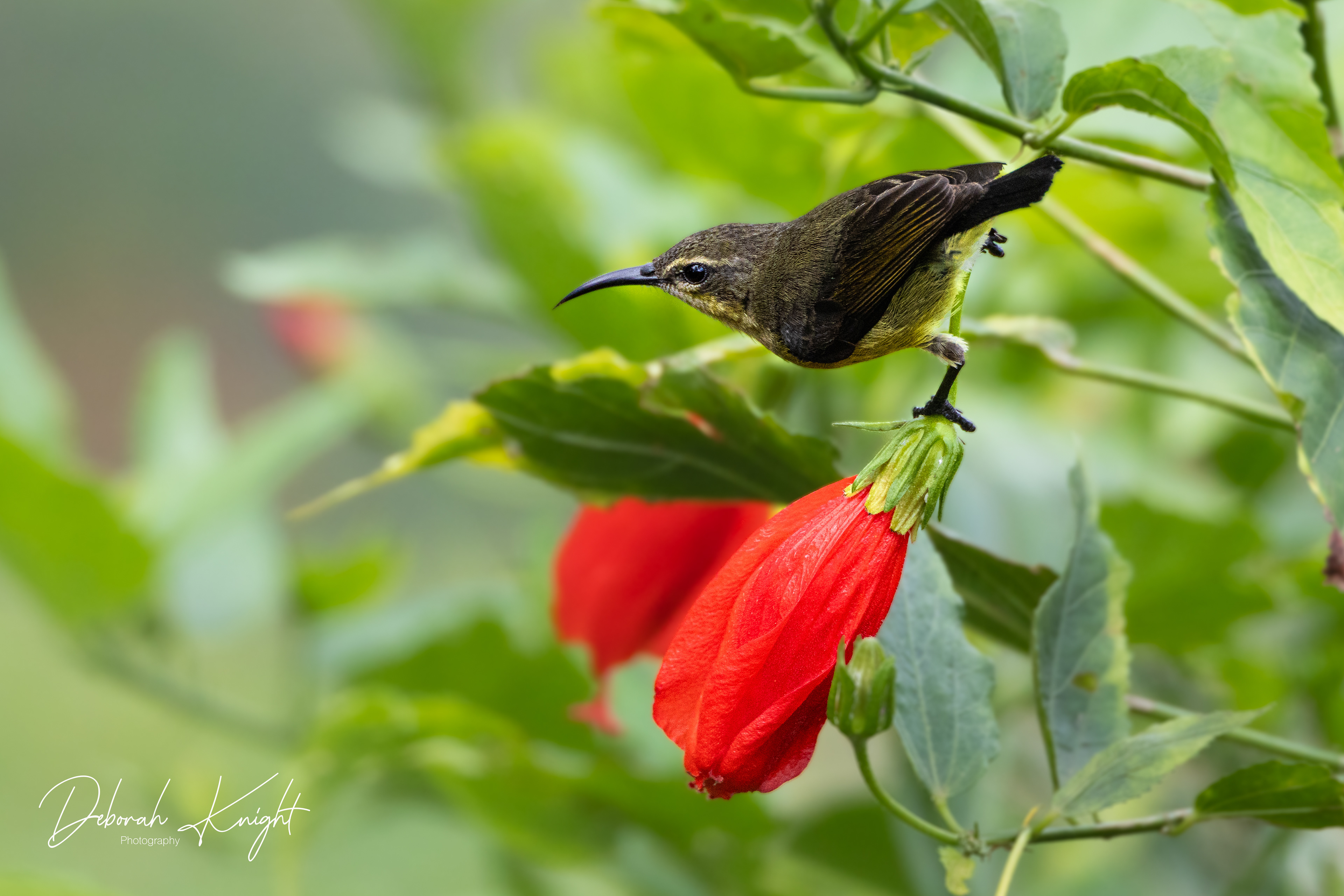 Olive-bellied Sunbird (Female)