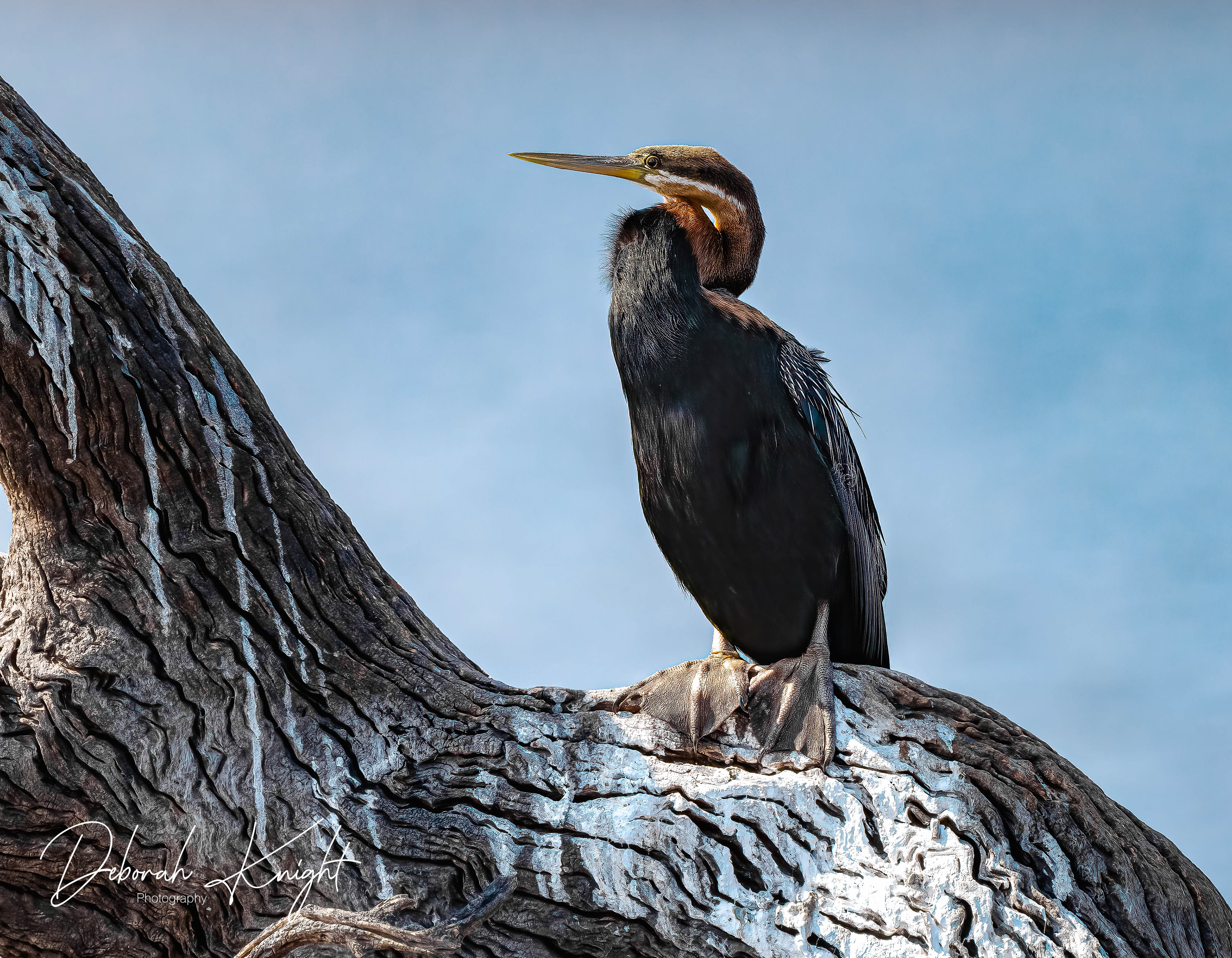 African Darter
