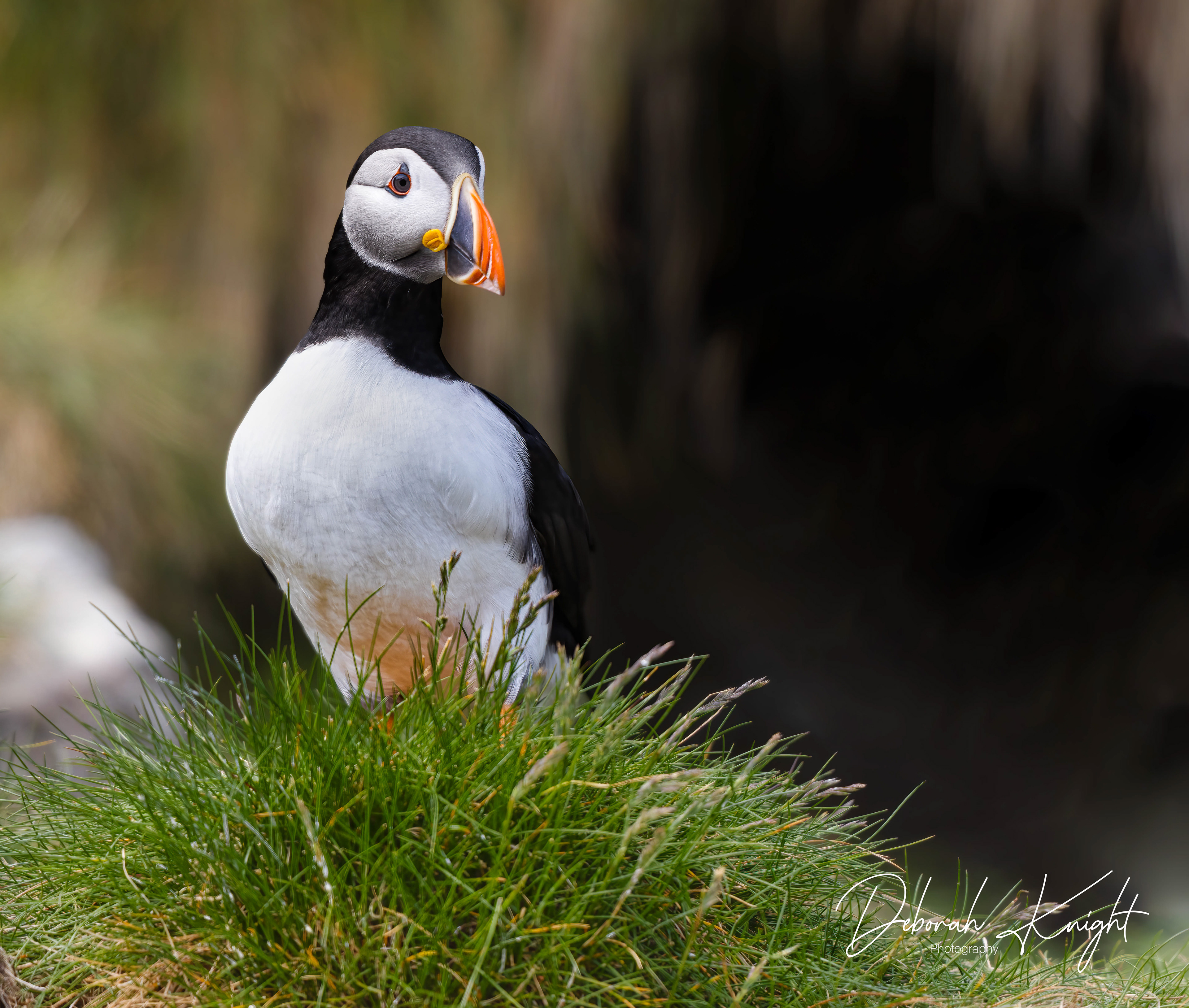 Atlantic Puffin