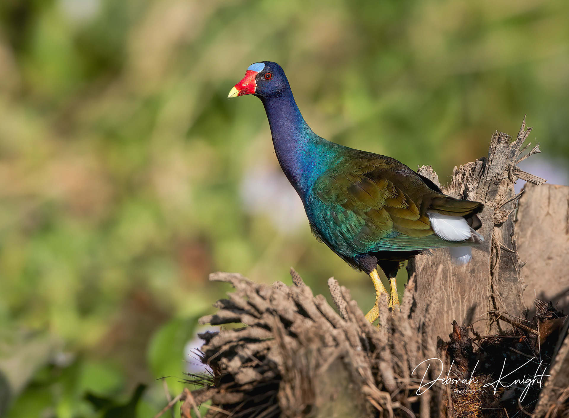 Purple Gallinule