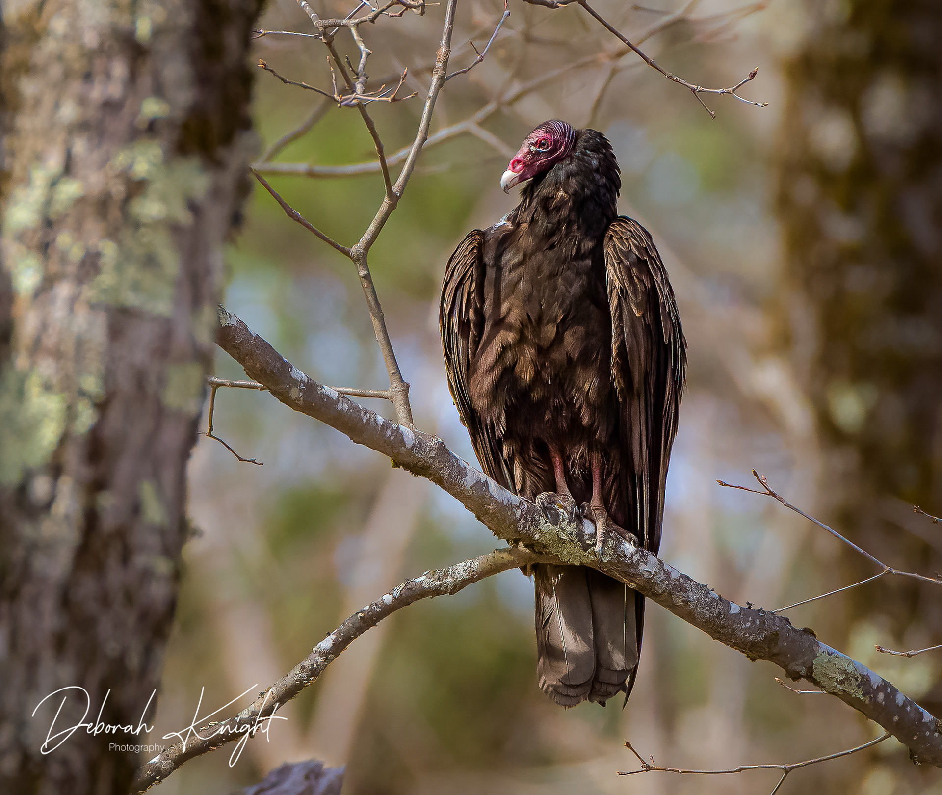 Turkey Vulture