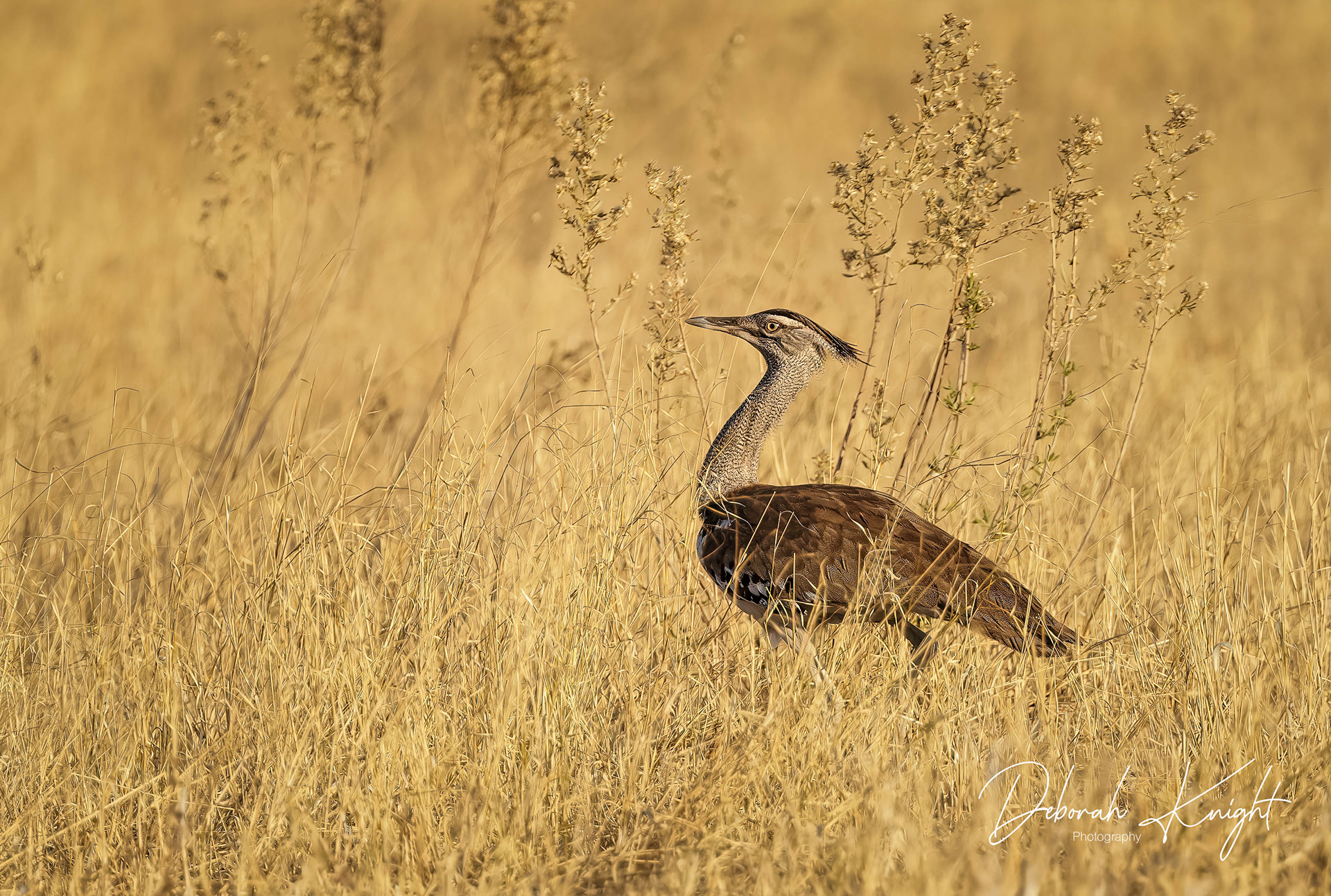 Kori Bustard
