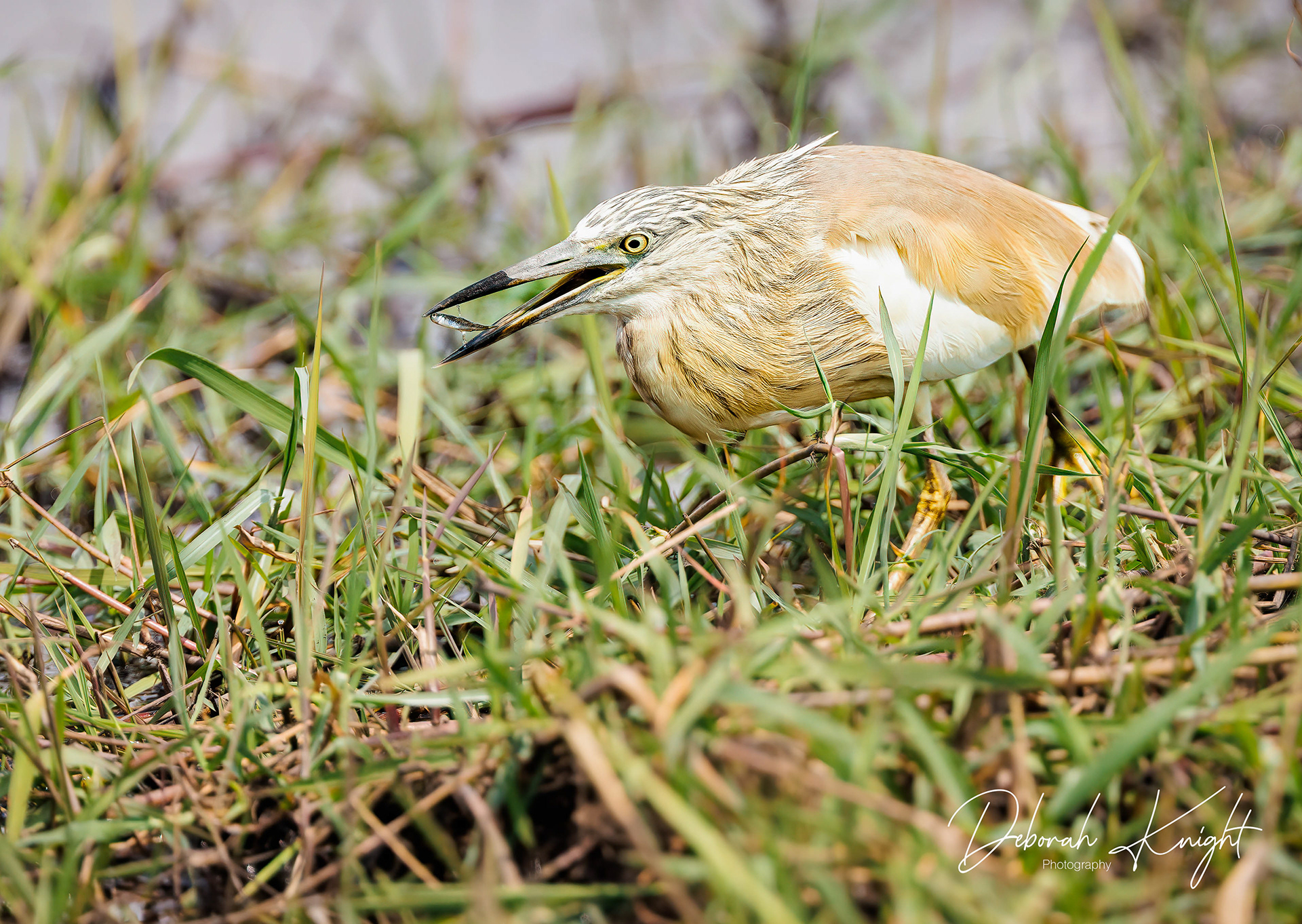 Squacco Heron