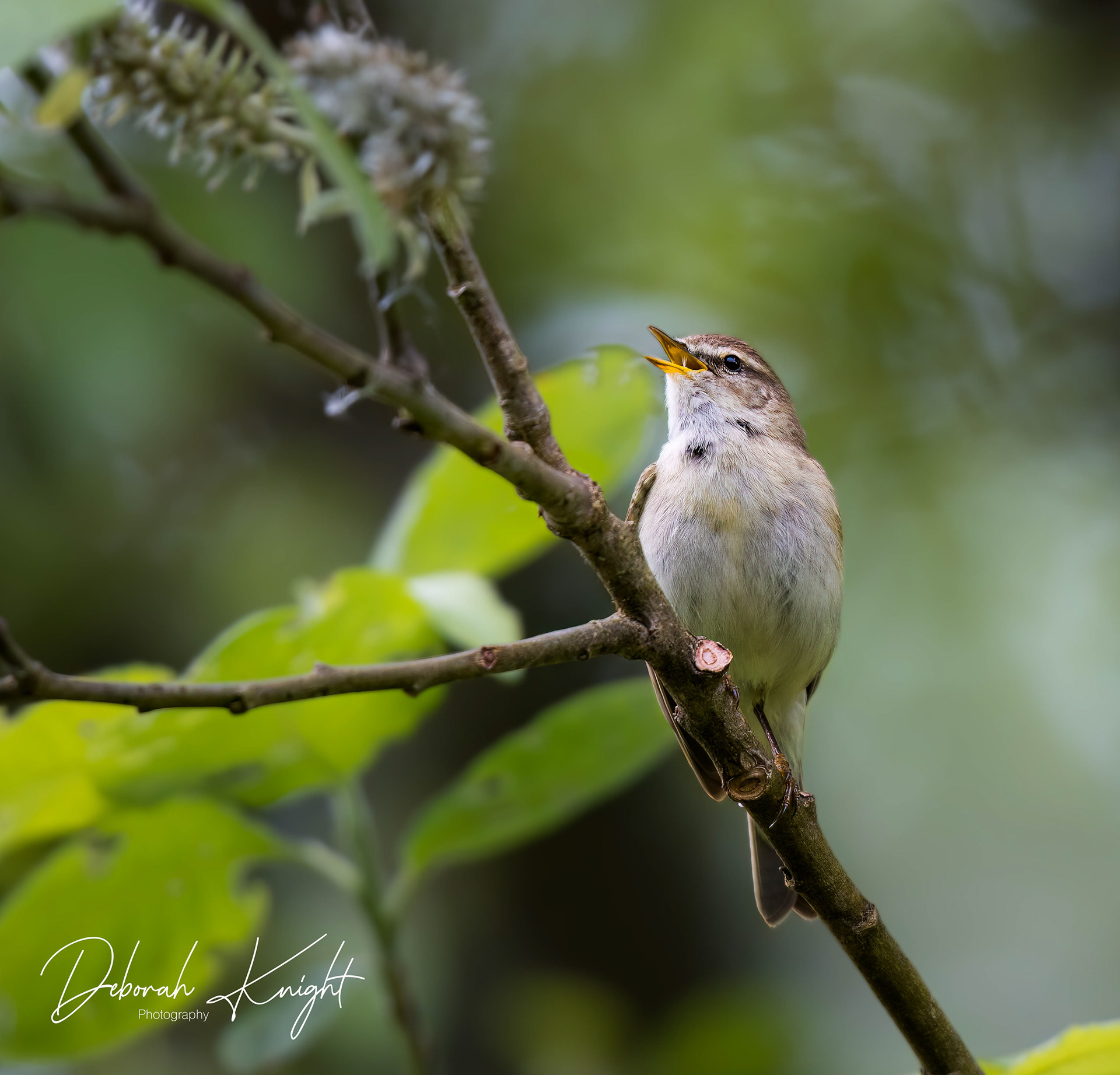 Willow Warbler