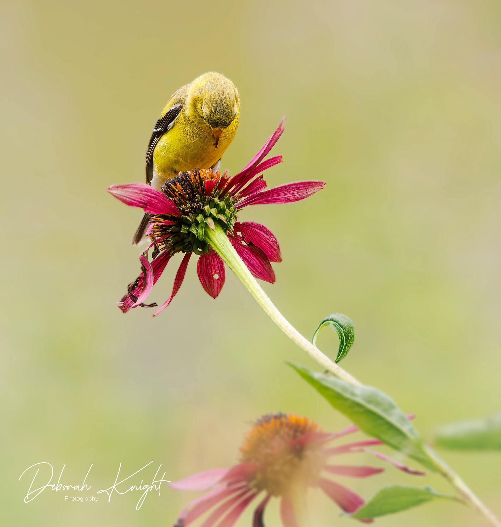 American Goldfinch
