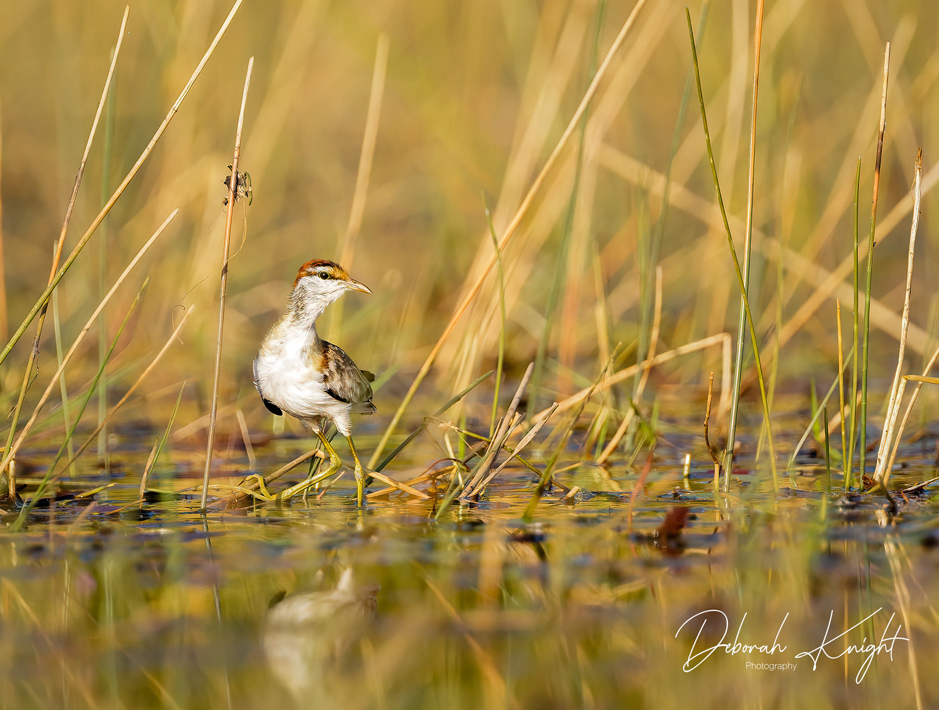 Lesser Jacana
