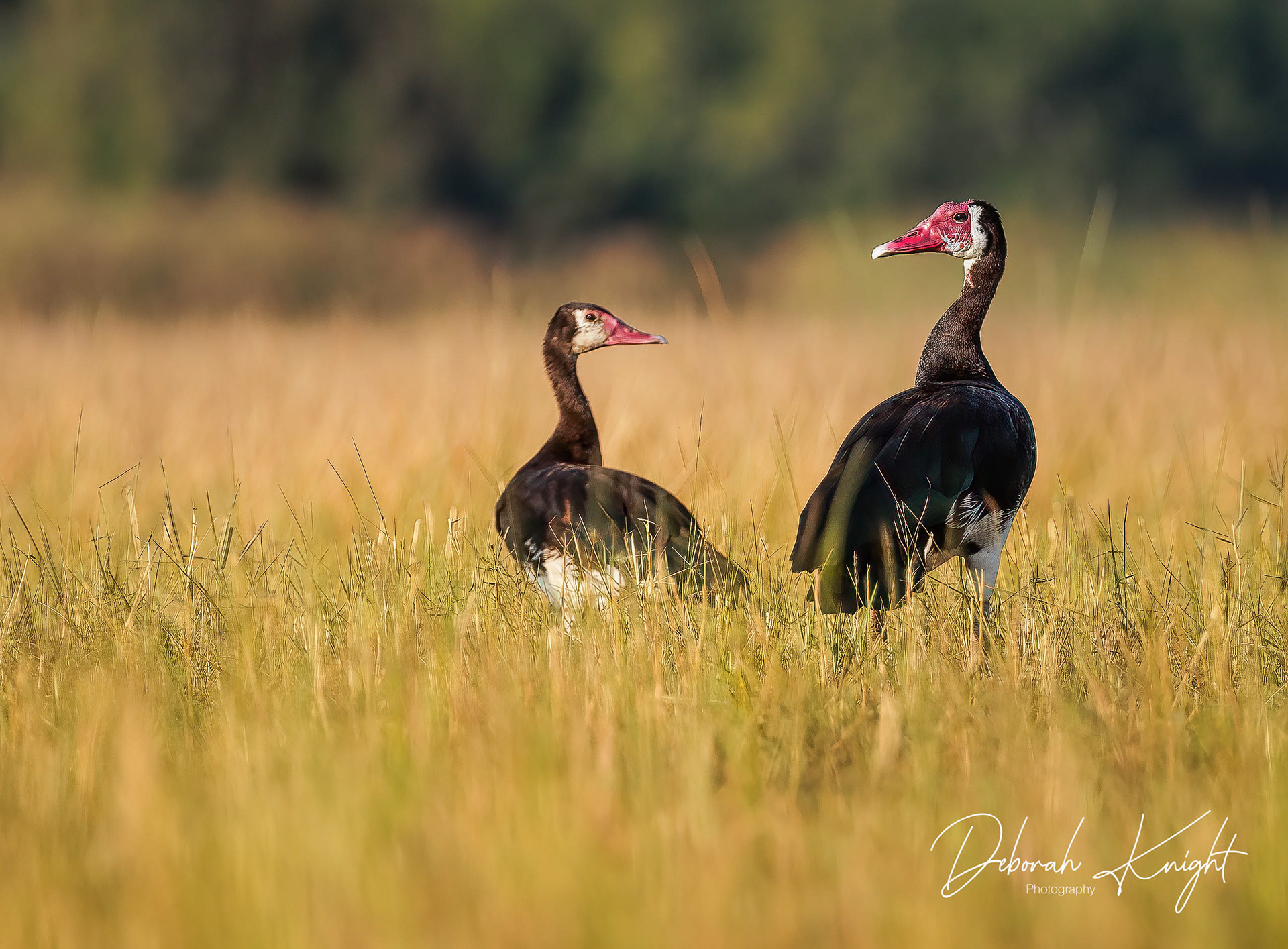 Spur-Winged Goose