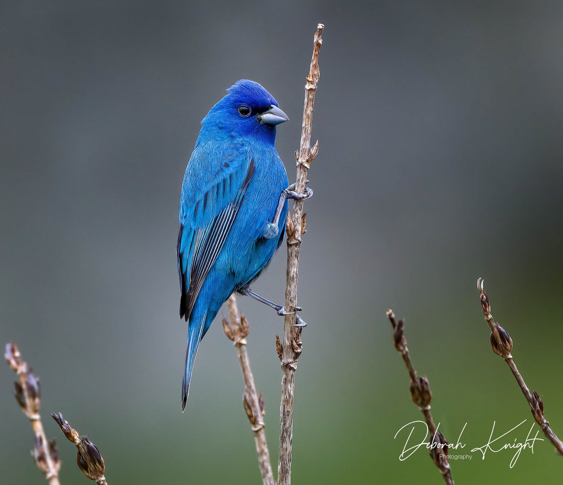 Indigo Bunting