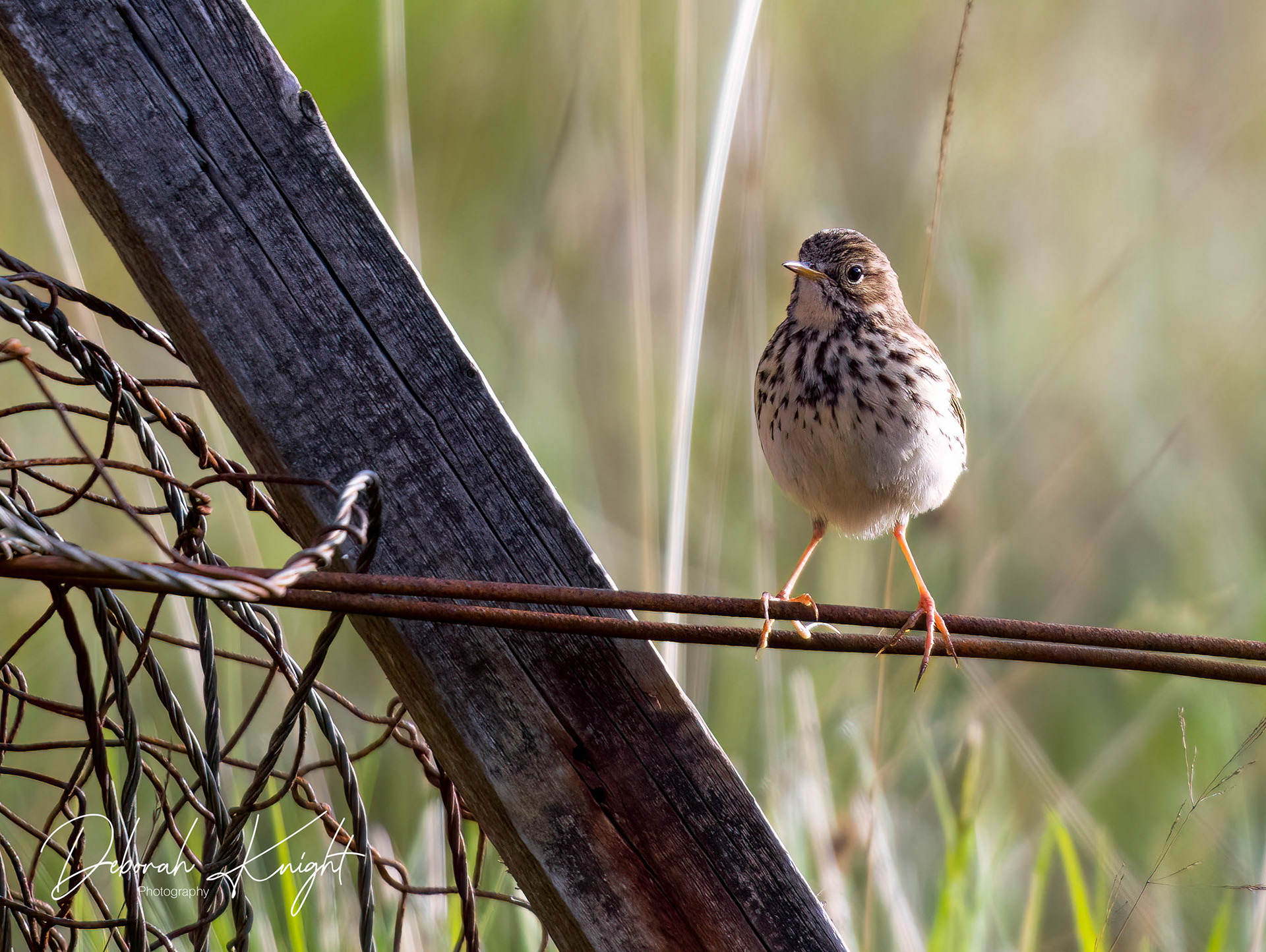 Meadow Pipit