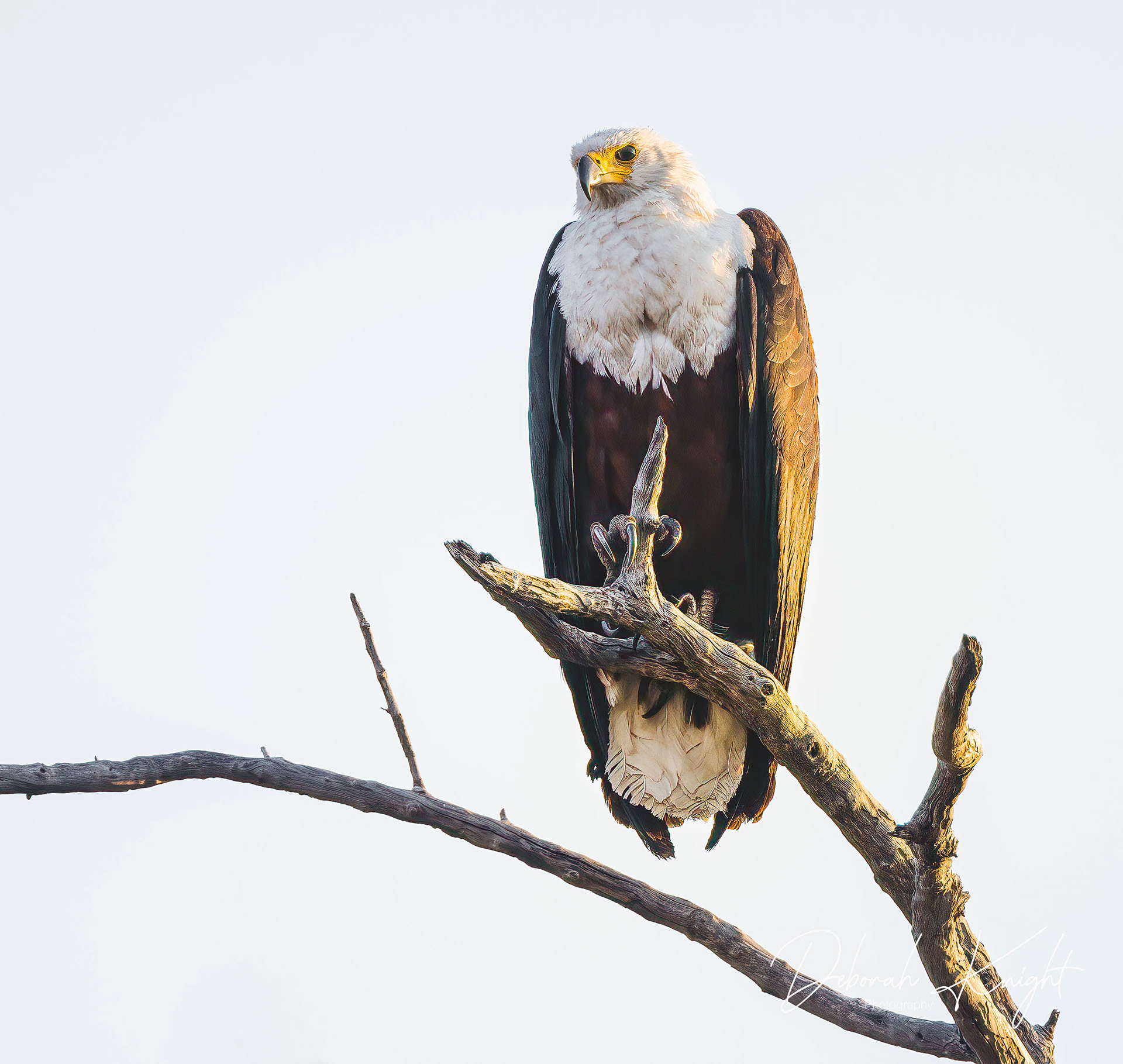 Fish Eagle