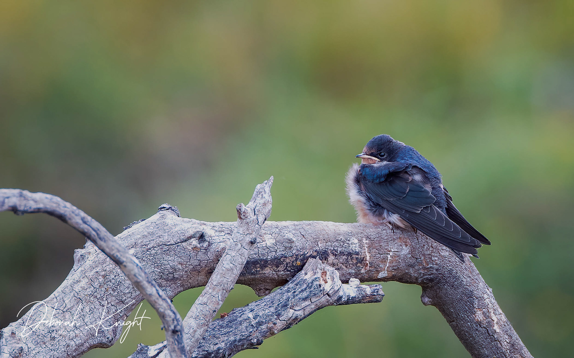 Barn Swallow
