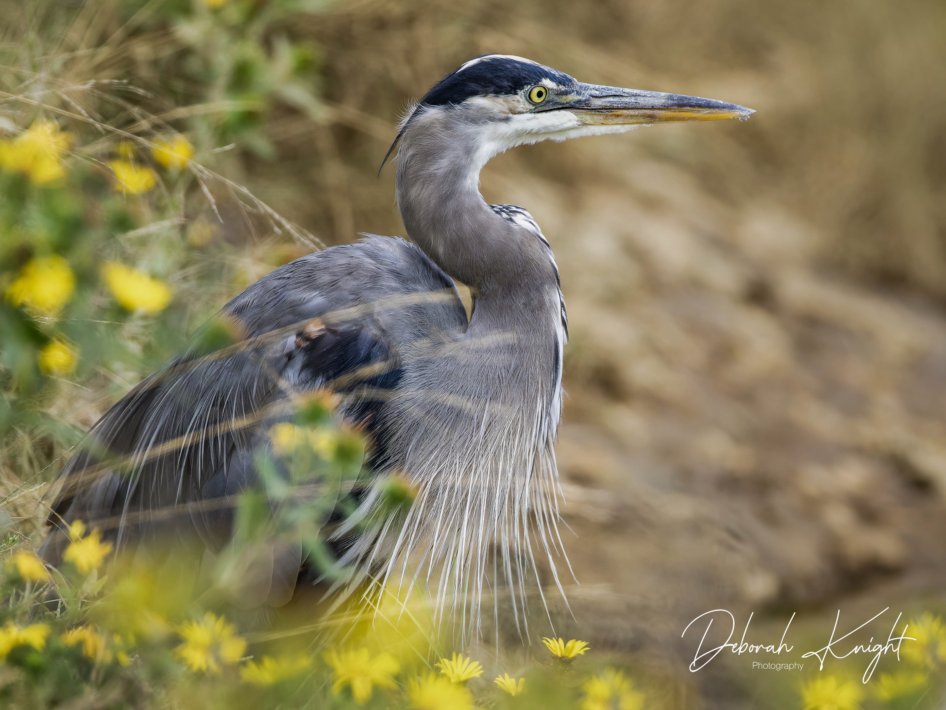 Great Blue Heron