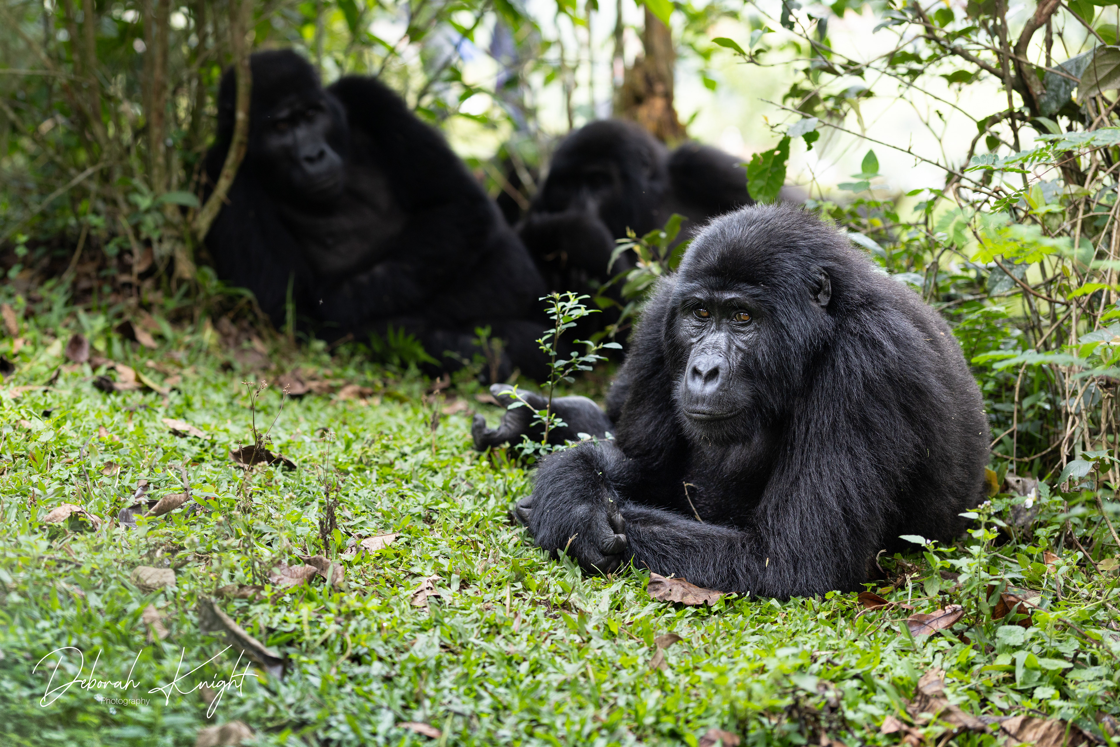 Mountain Gorilla