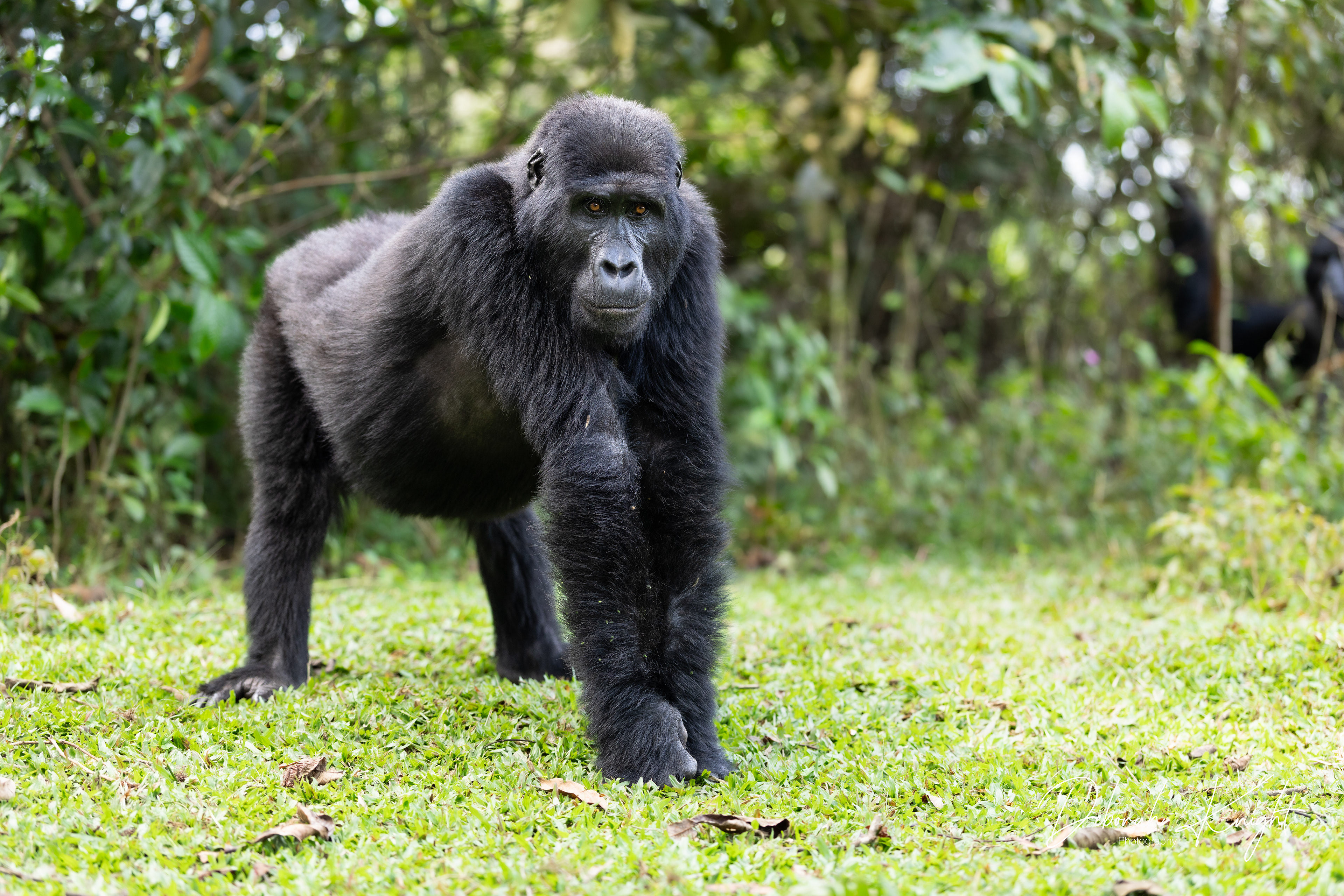Mountain Gorilla