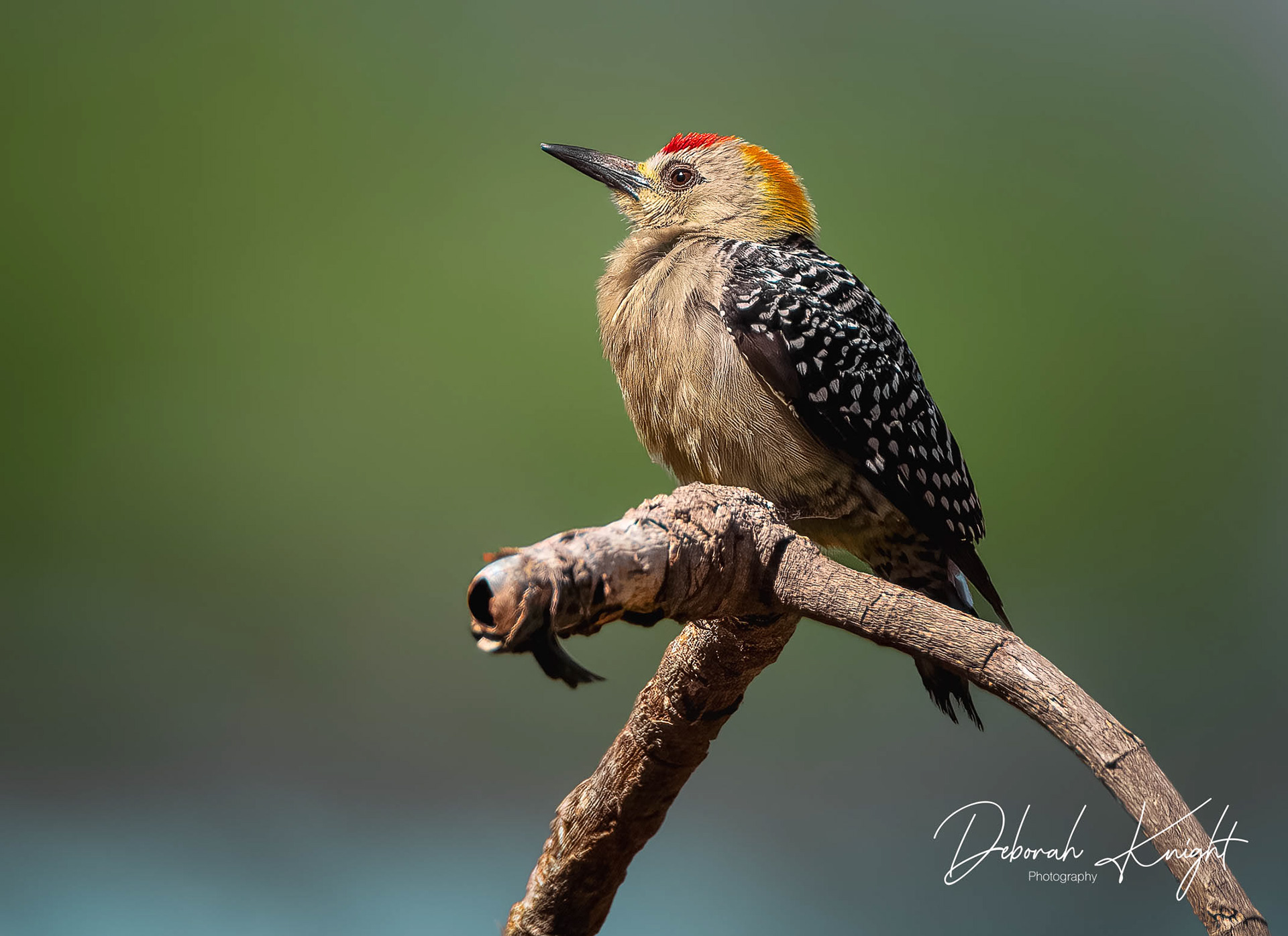 Hoffmann's Woodpecker