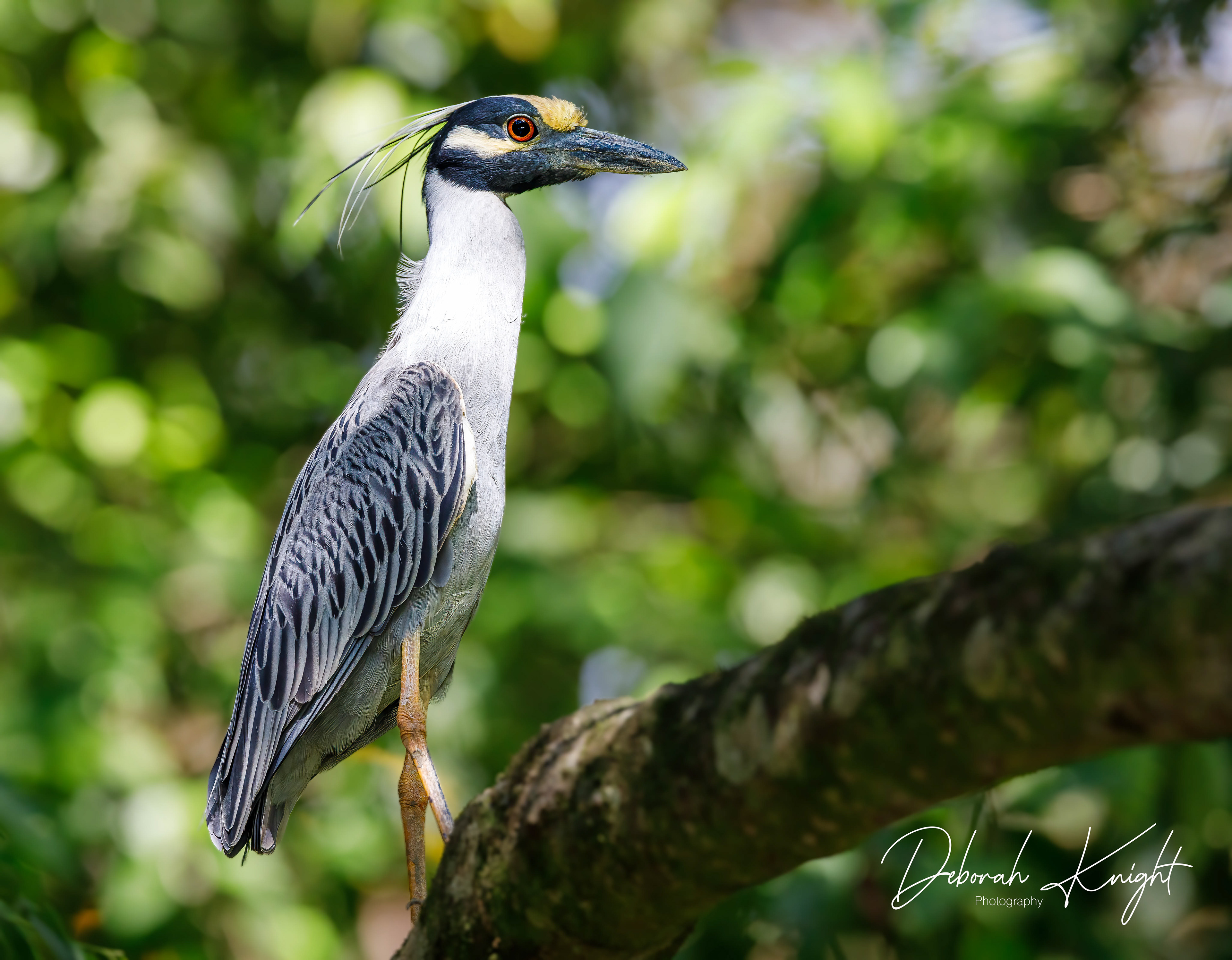 Yellow-Crowned Night Heron