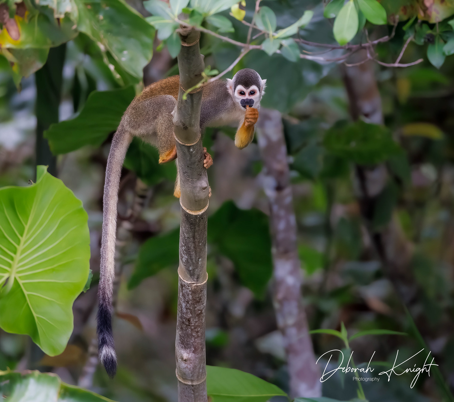 Squirrel Monkey