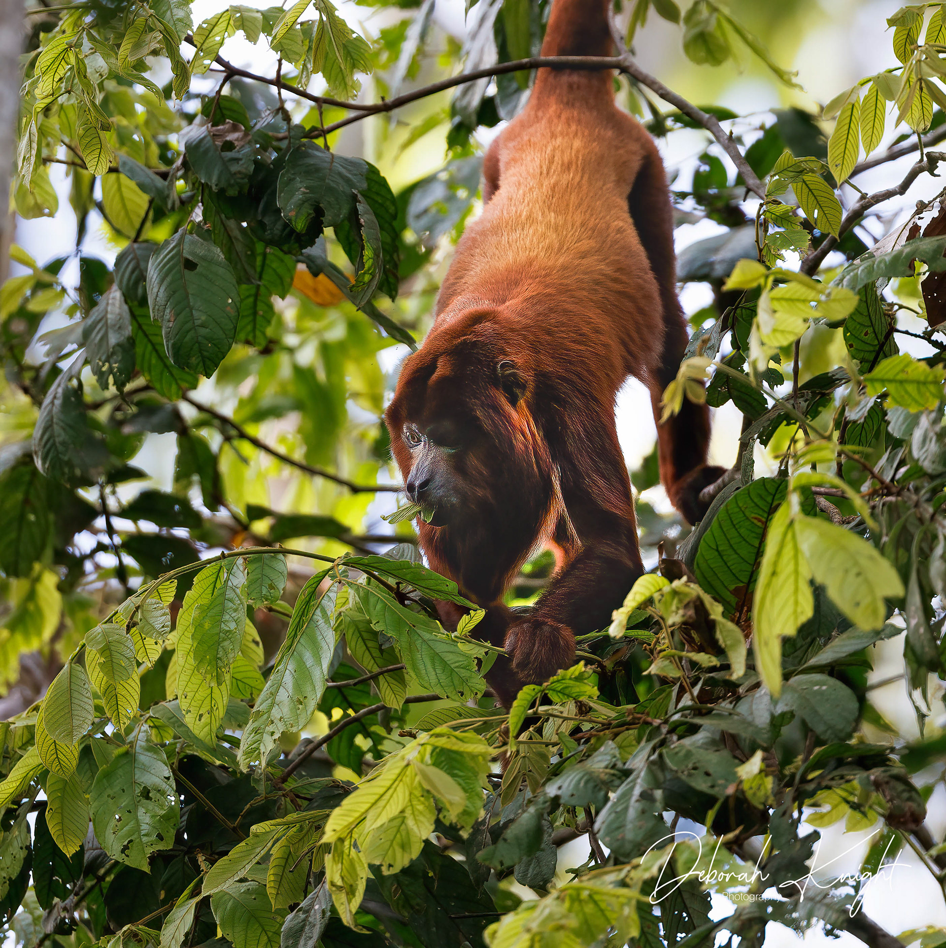 Red Howler Monkey