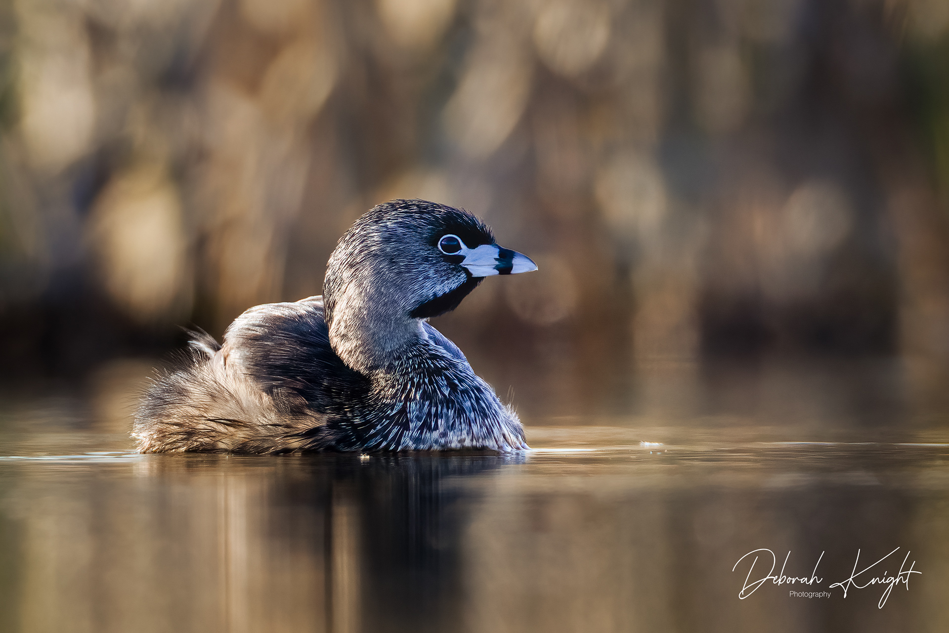 Pied-billed Grebe