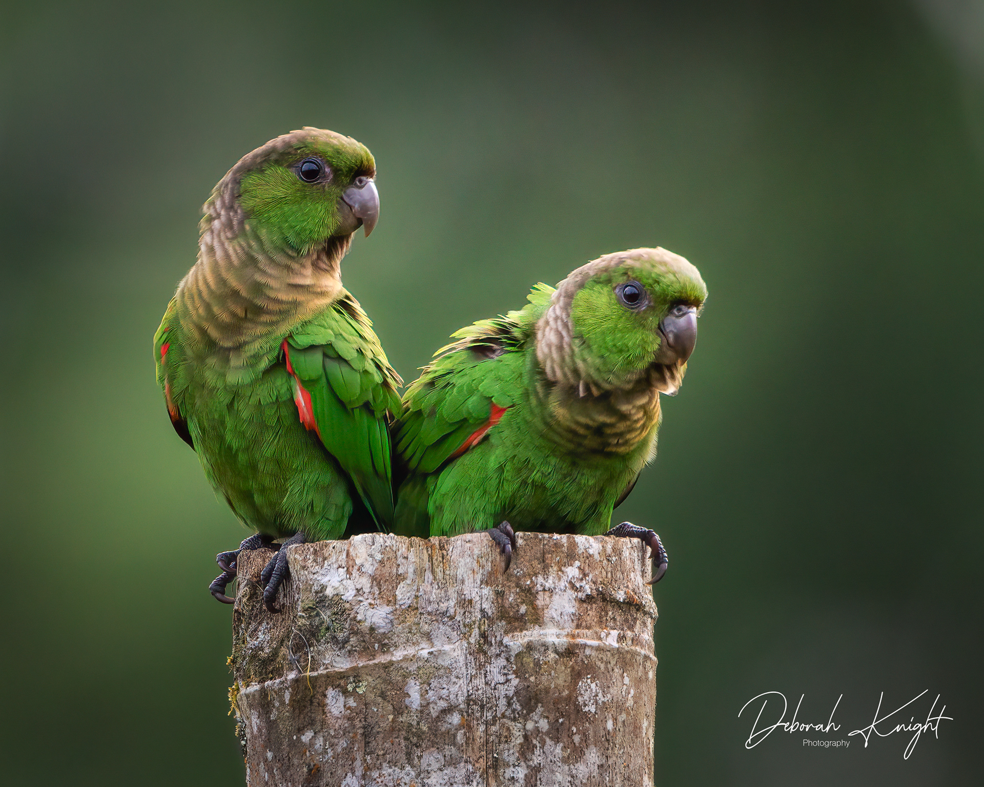 Maroon-tailed Parakeet