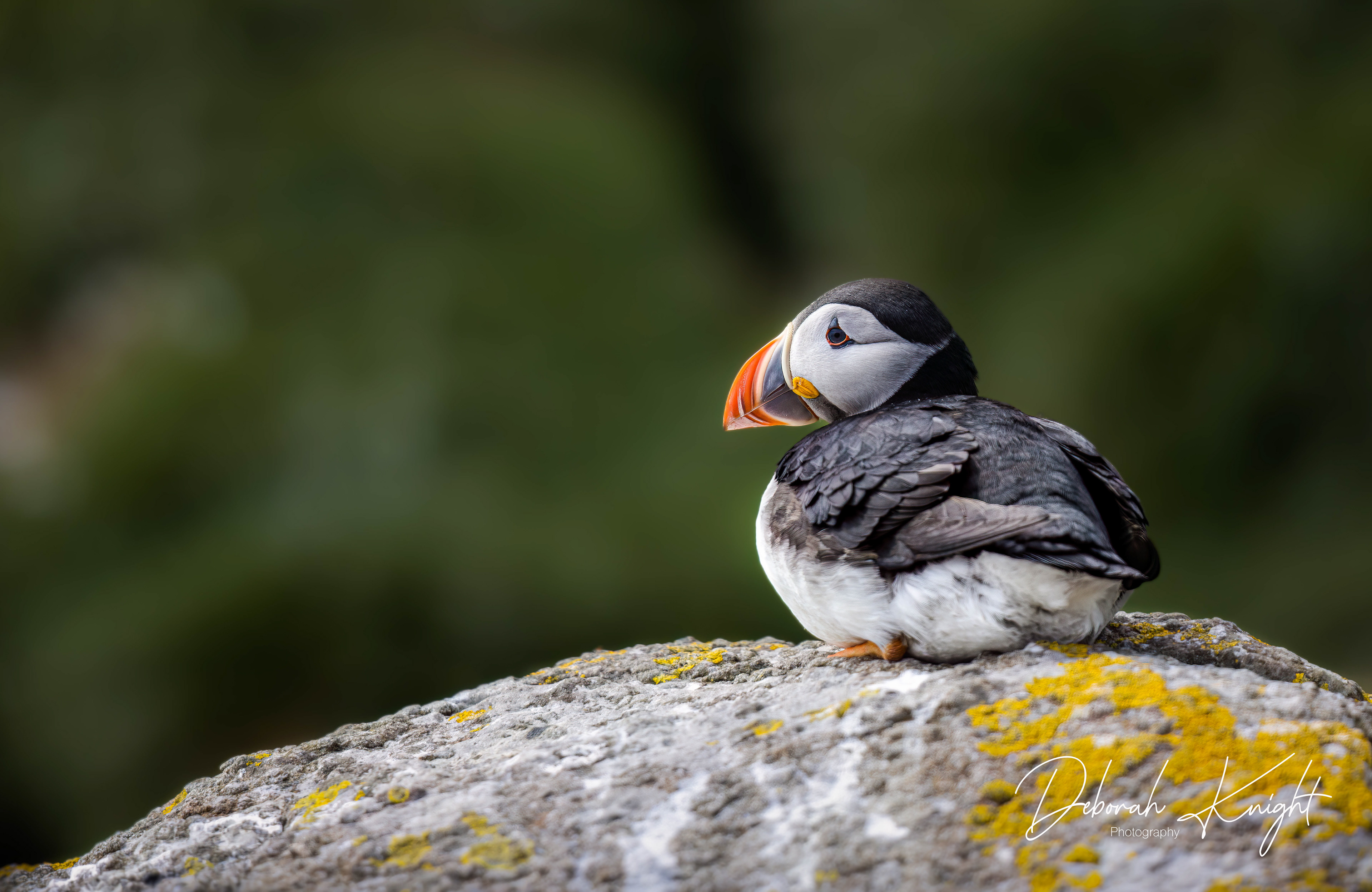 Atlantic Puffin