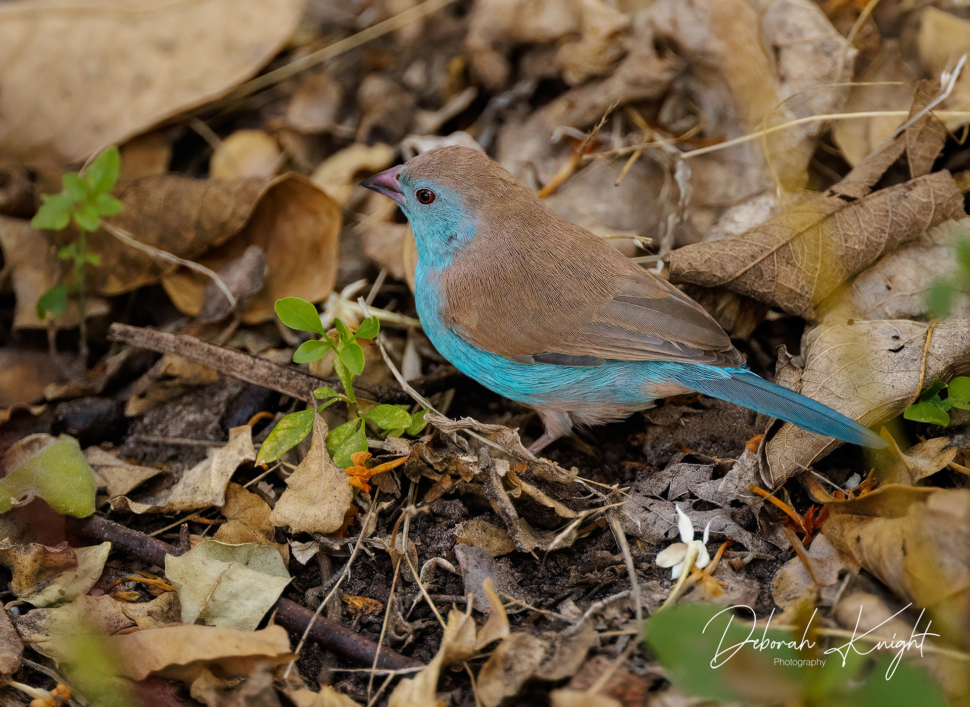 Southern Cordonbleu