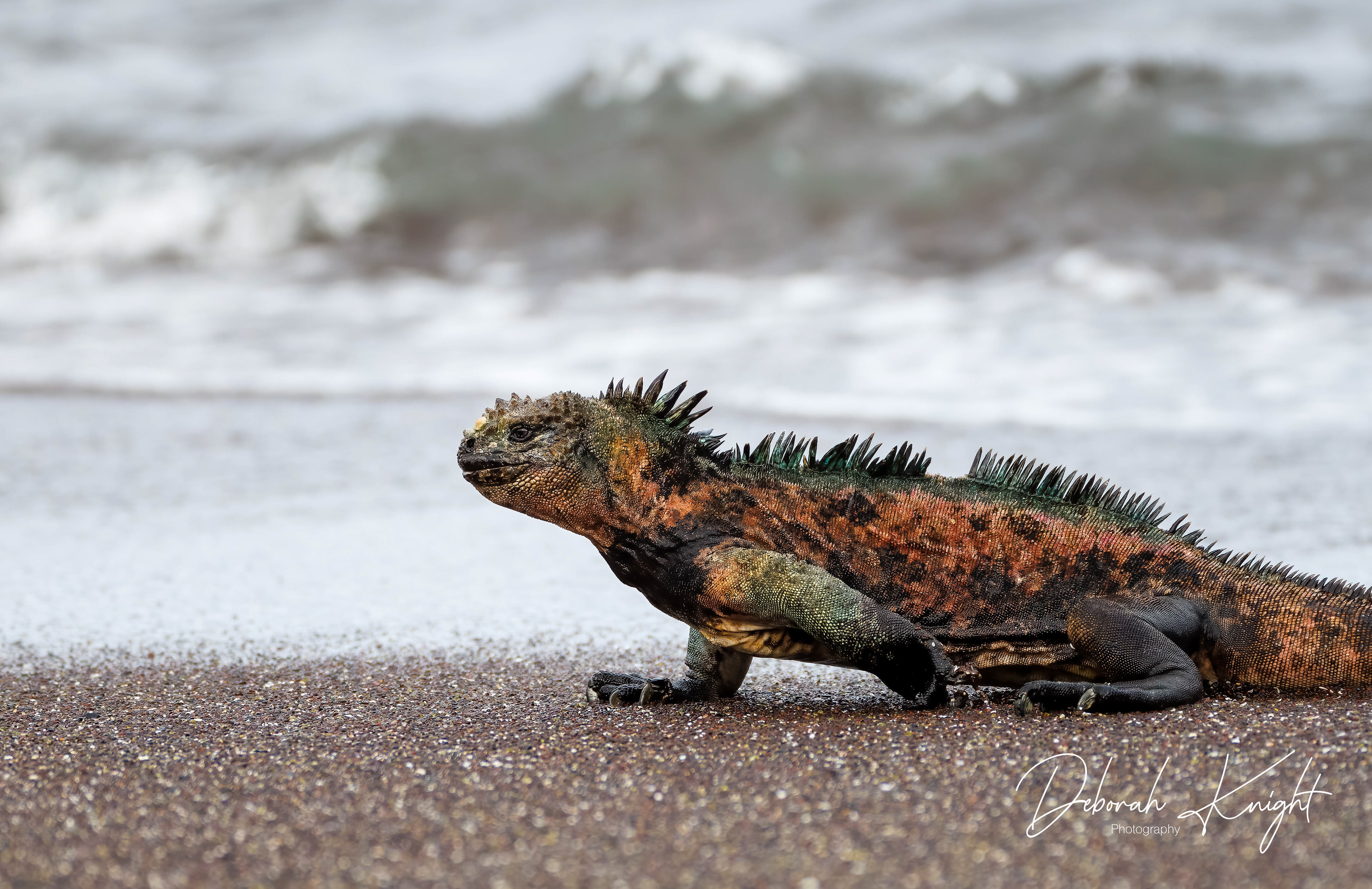 Marine Iguana