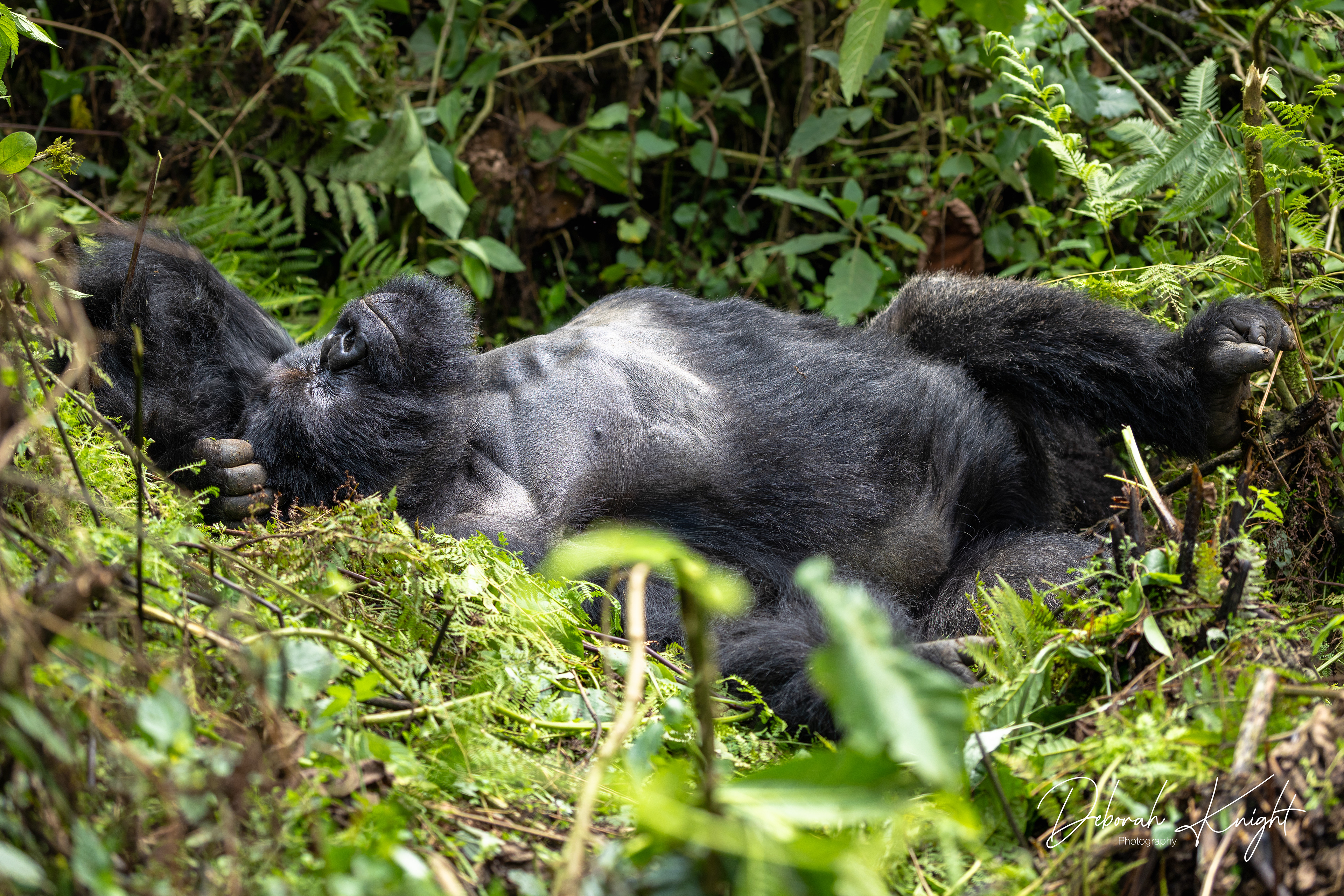 Mountain Gorilla