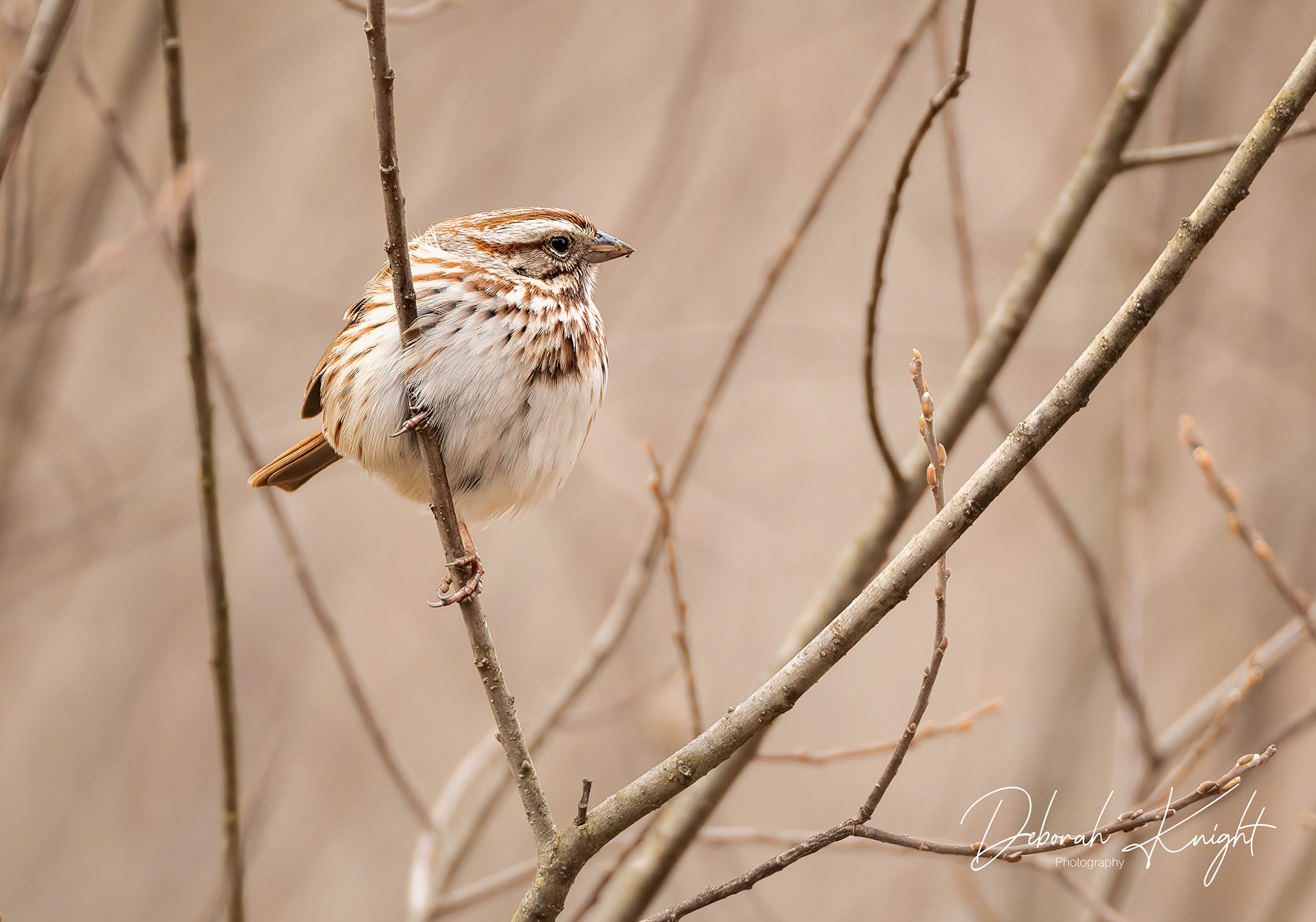 Song Sparrow