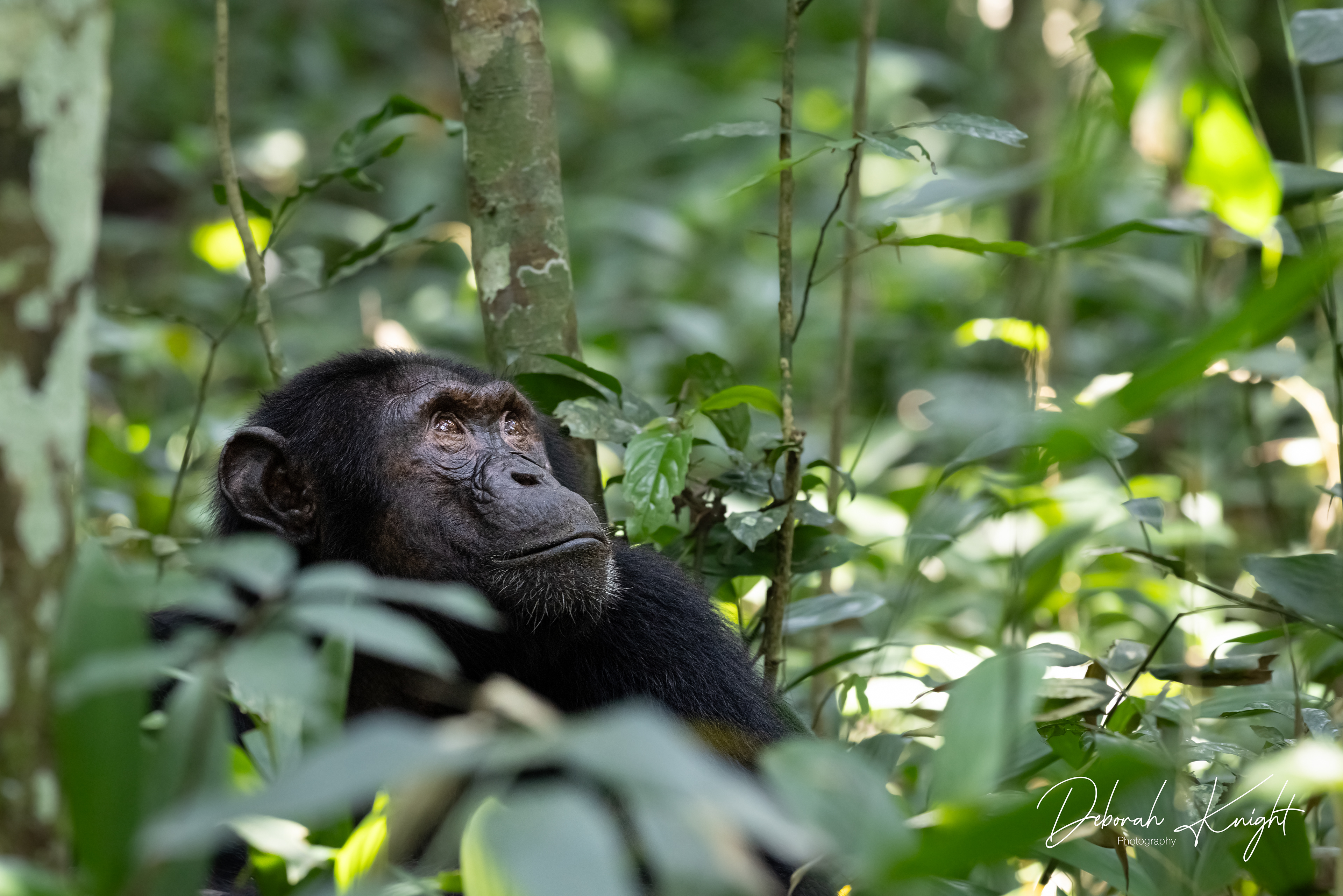 Chimpanzee