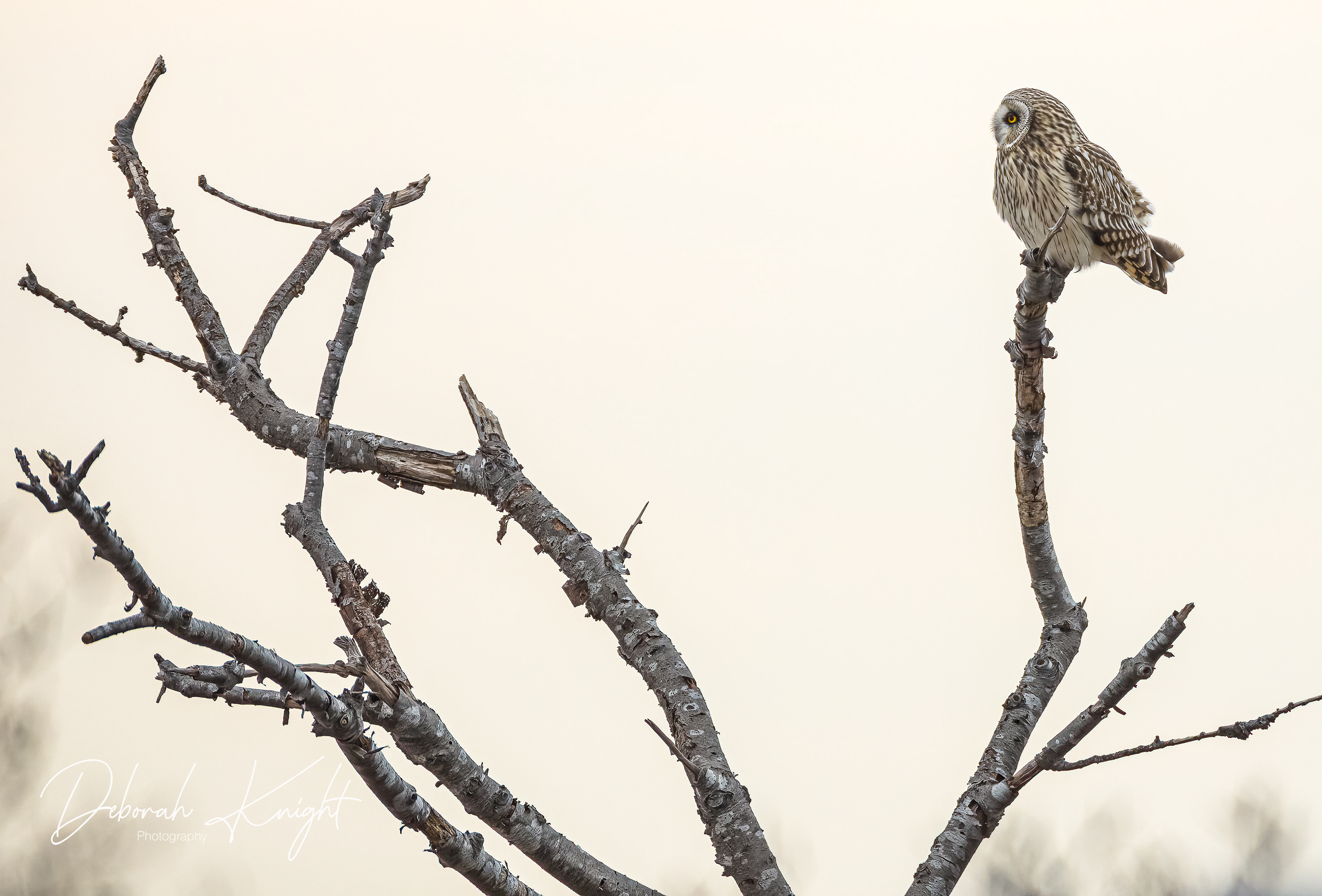 Short-Eared Owl