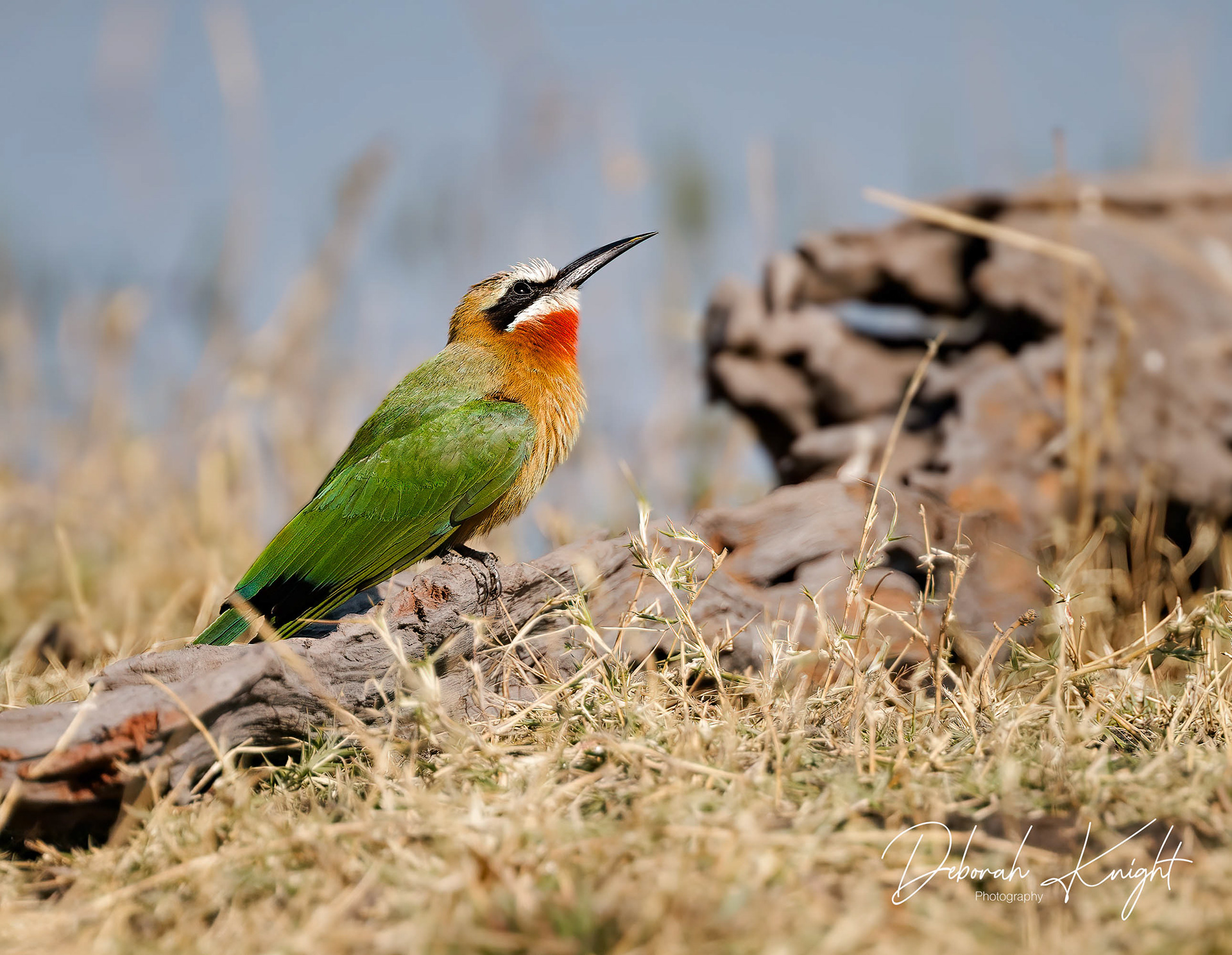 White-Fronted Bee-Eater