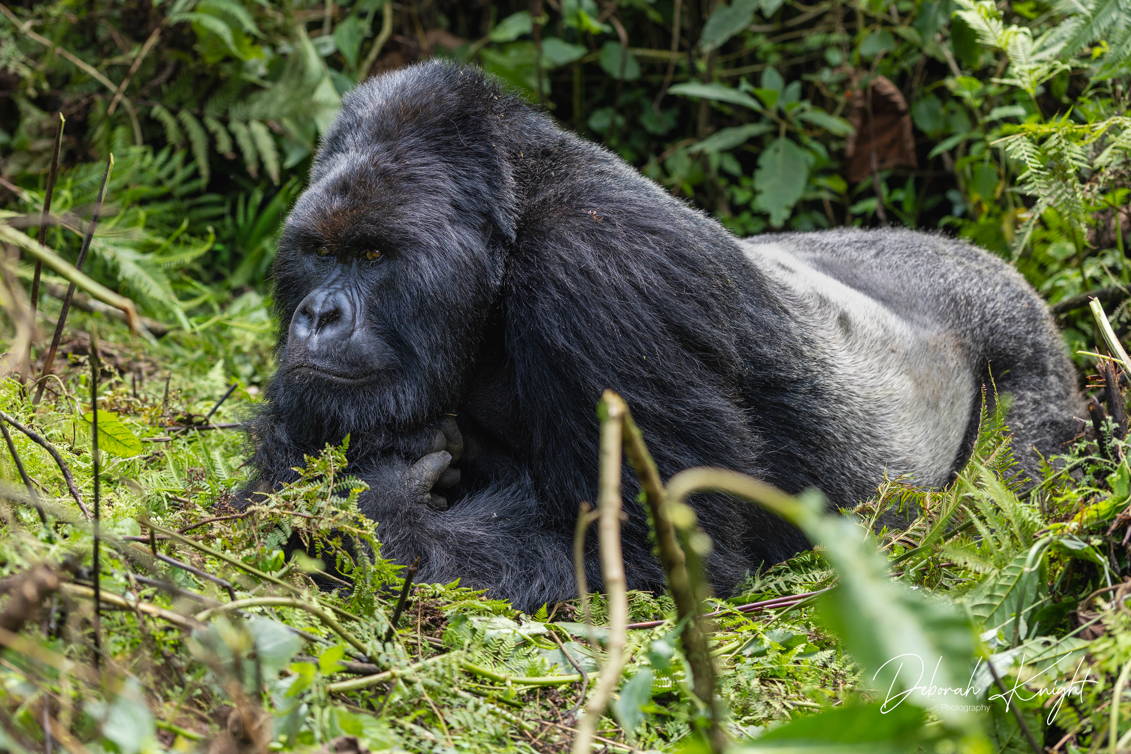 Mountain Gorilla