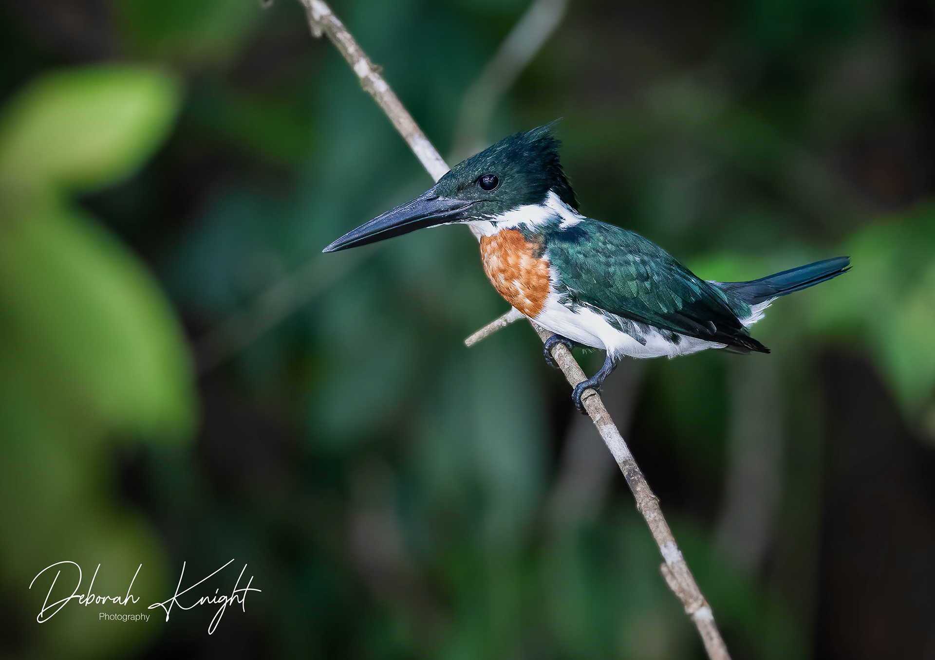 Amazon Kingfisher