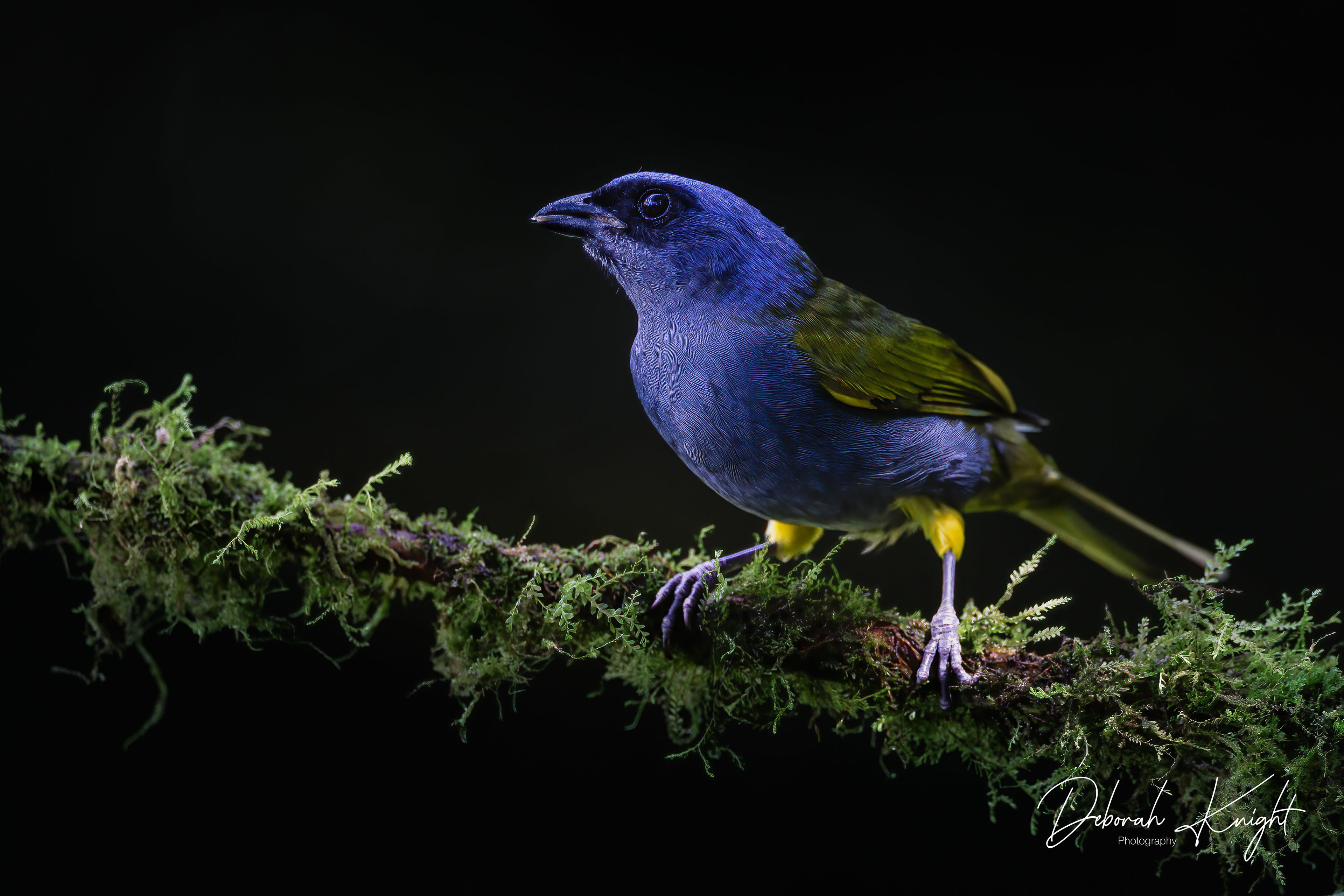 Blue-capped Tanager
