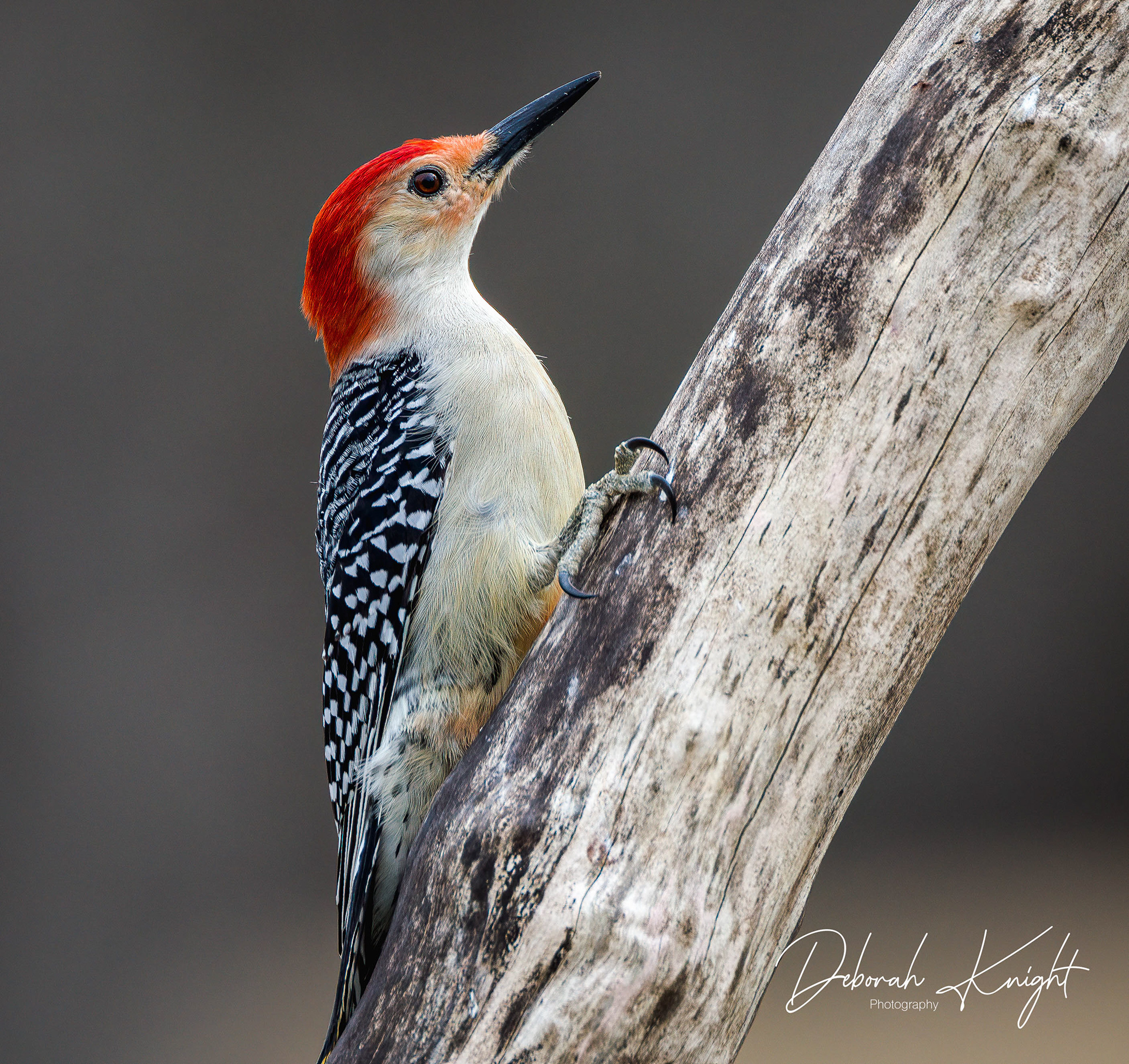 Red-Bellied Woodpecker